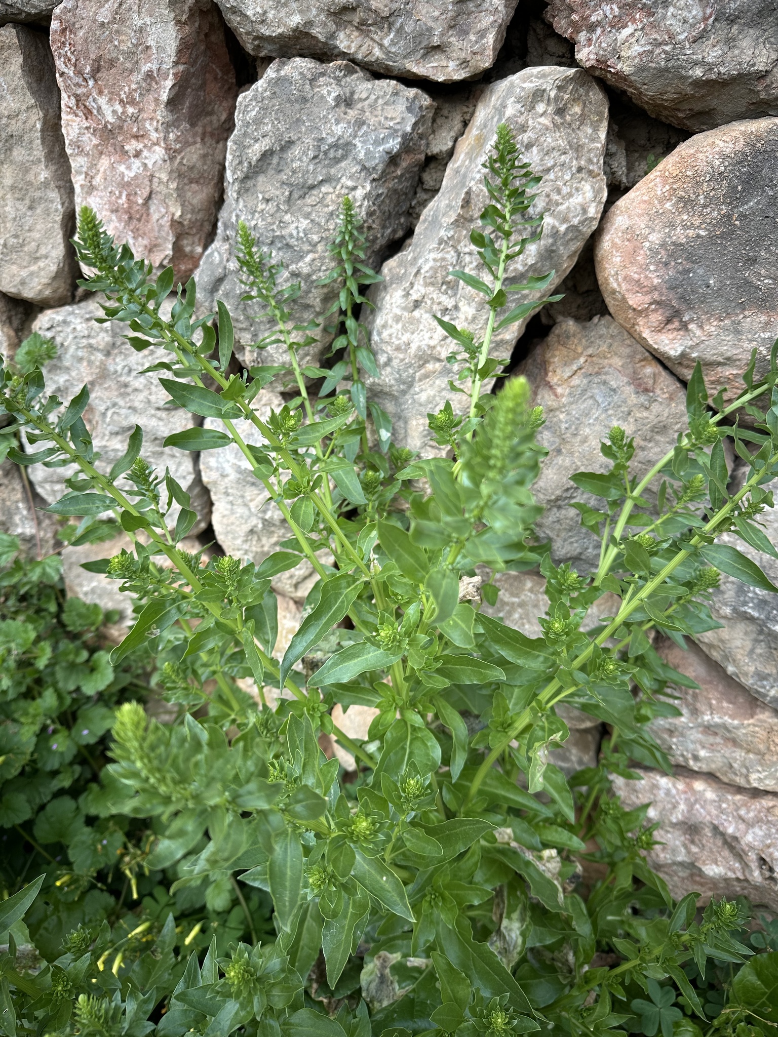 Photograph of Swiss Chard