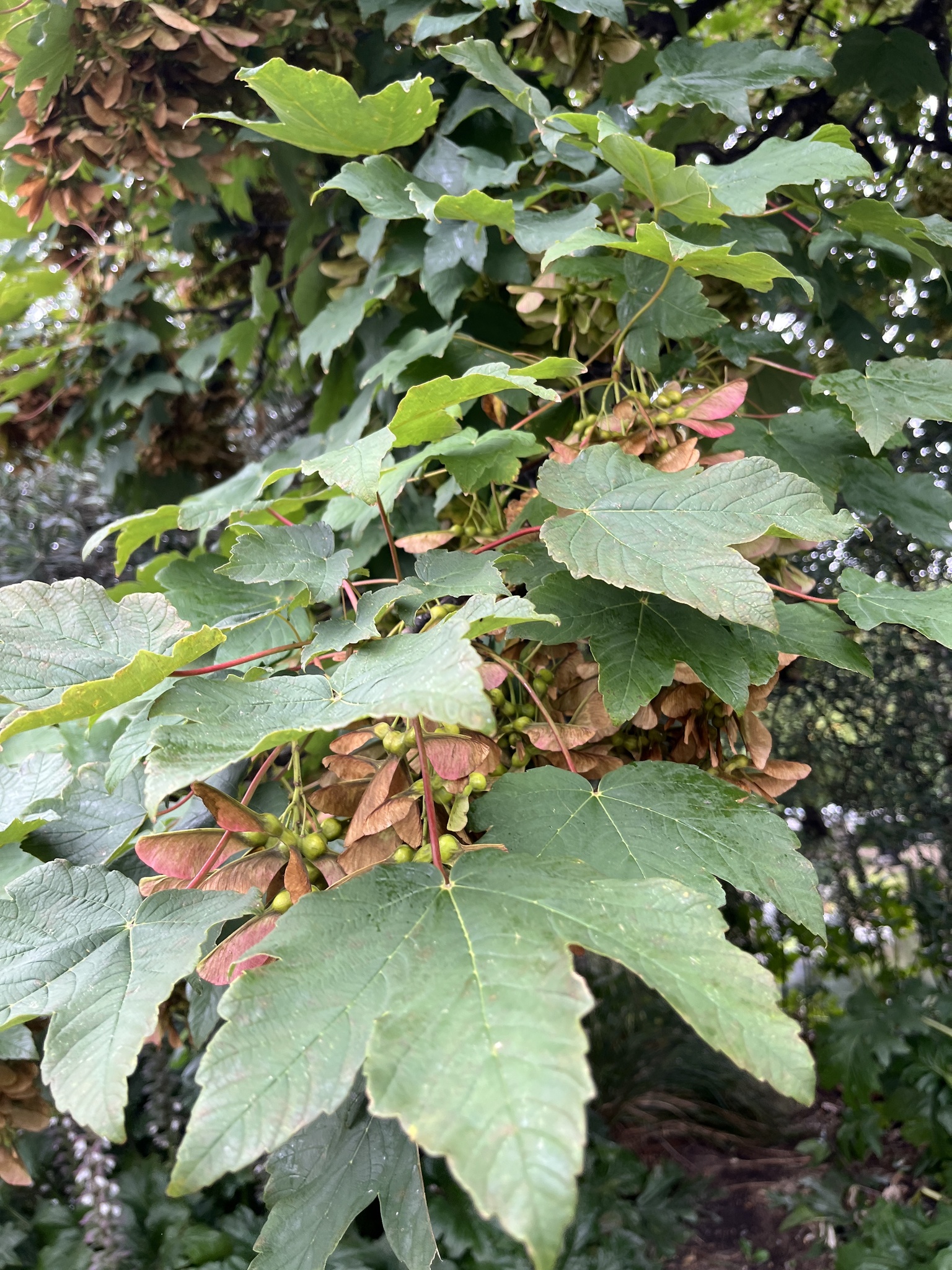Photograph of Sycamore