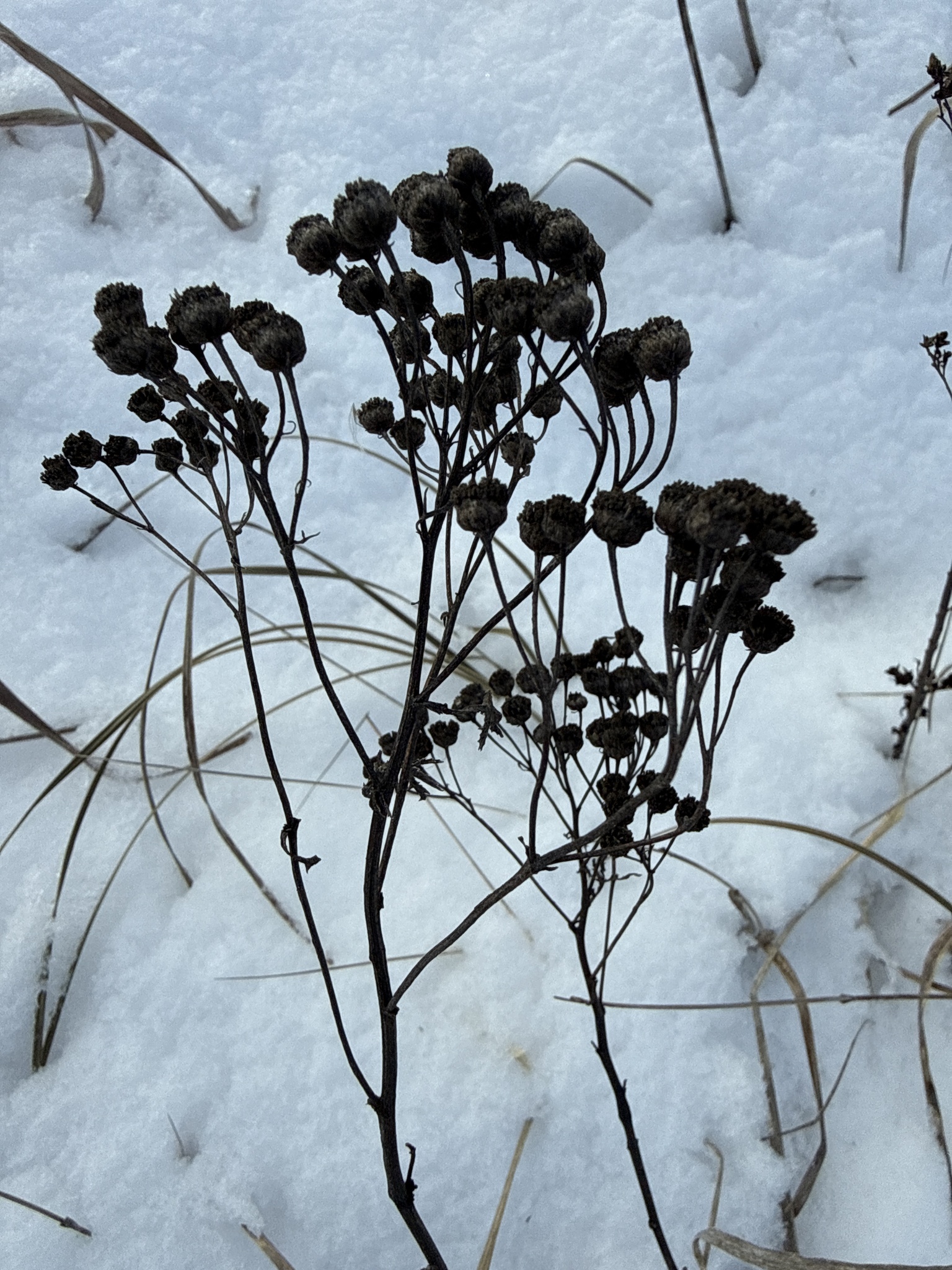 Photograph of Tansy
