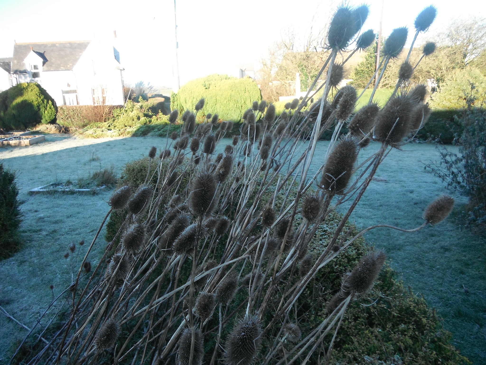 Photograph of Teasel