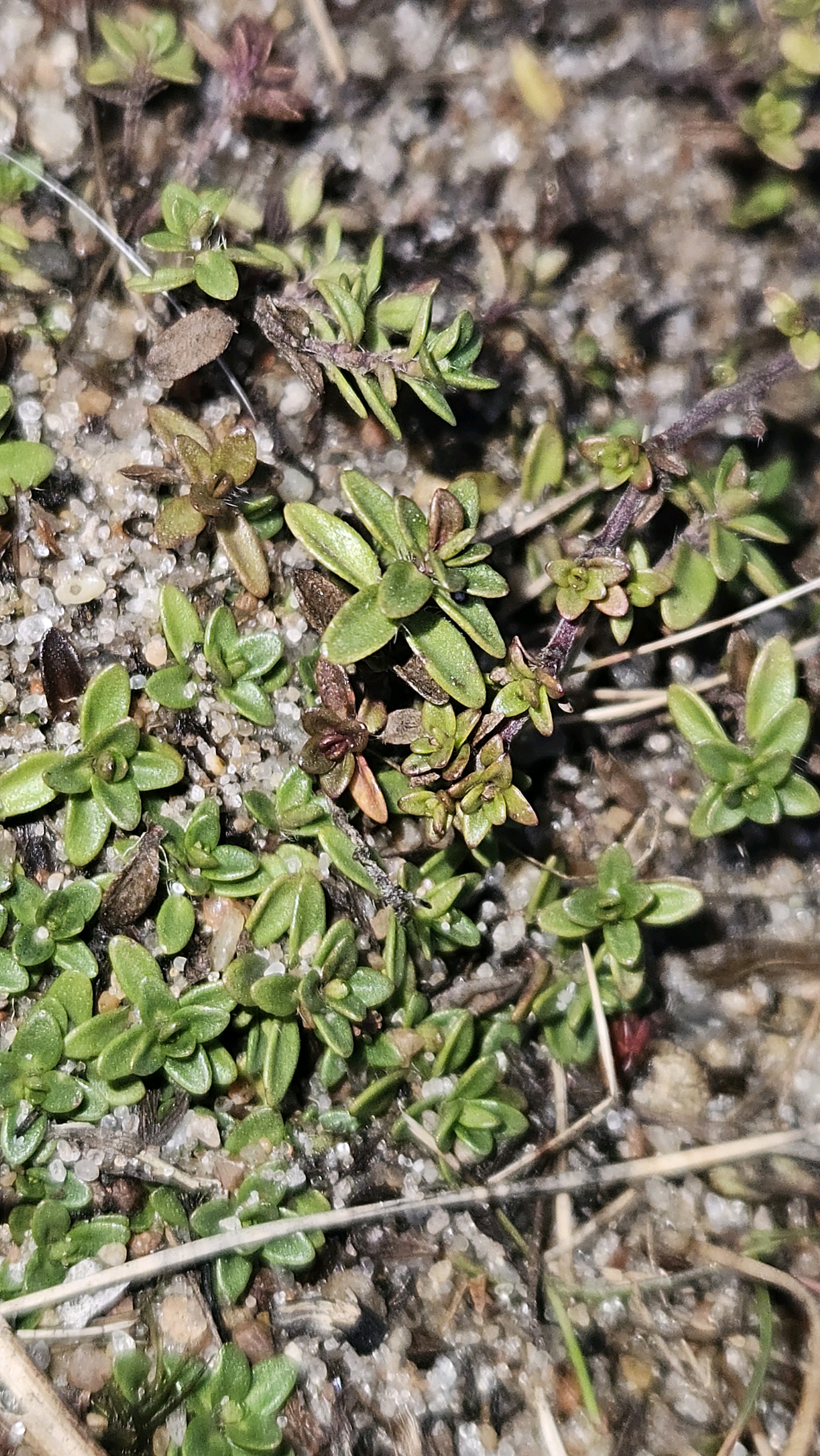 Photograph of Wild Thyme