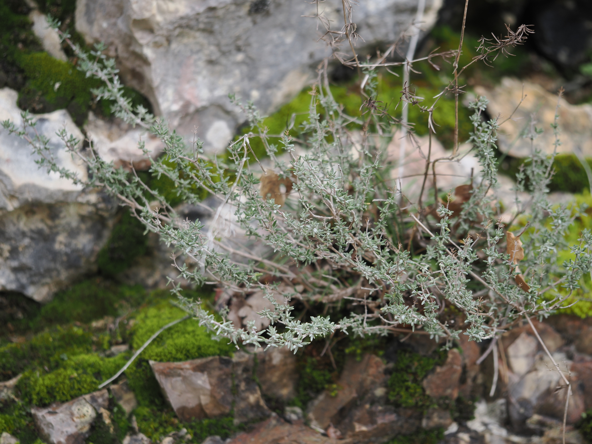 Photograph of Thyme