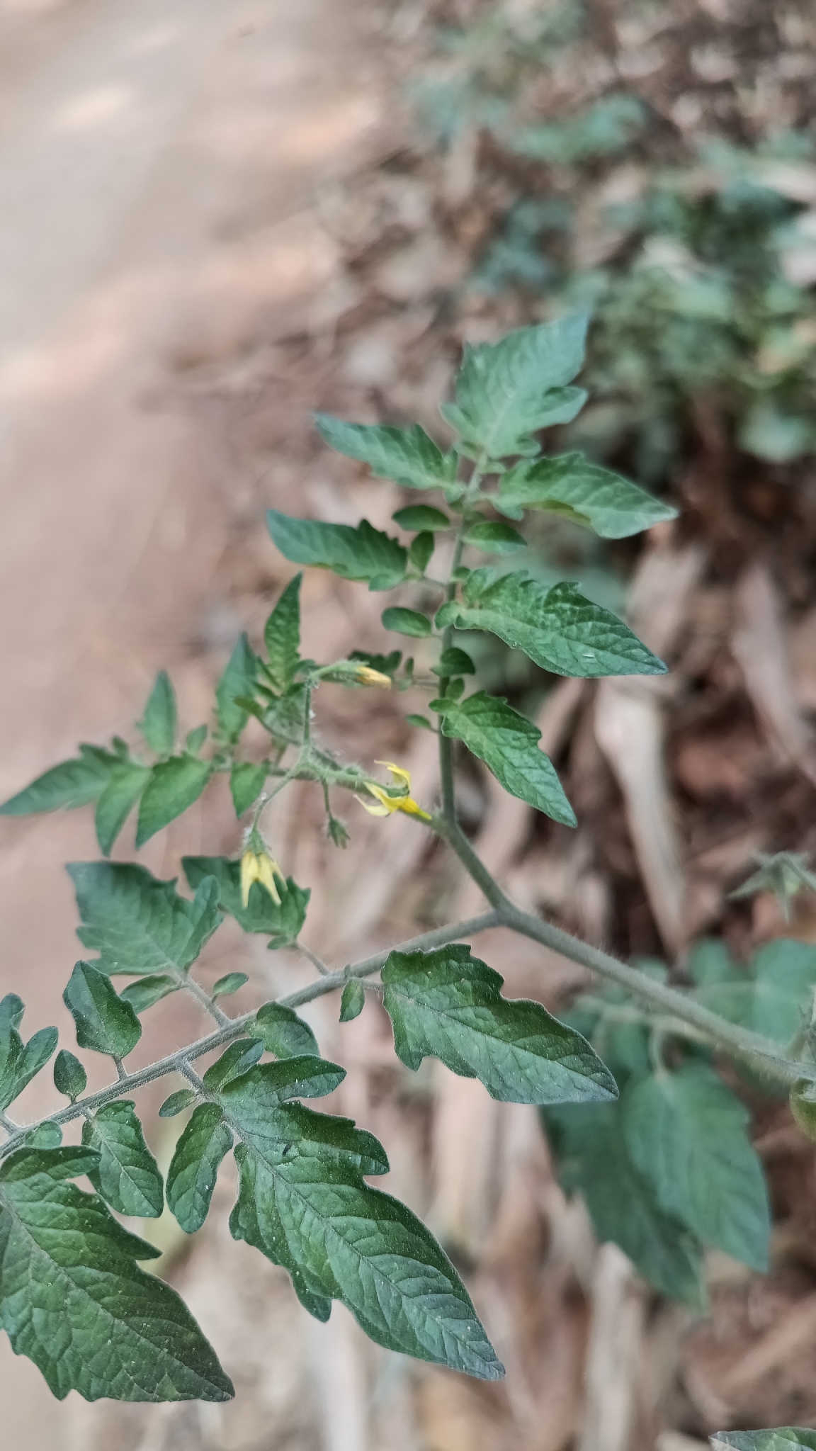 Photograph of Tomato