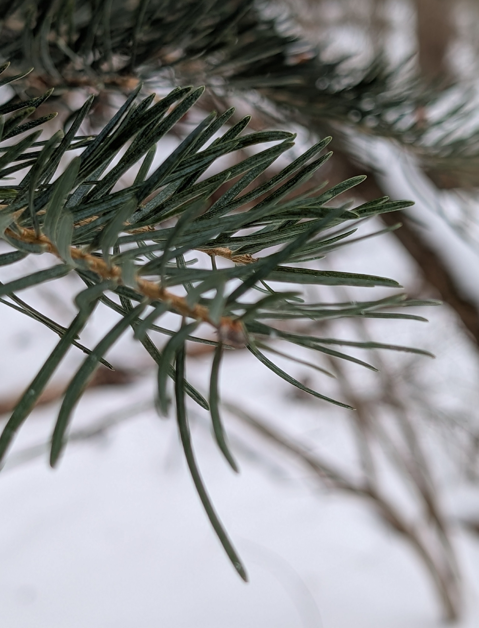Photograph of Fir