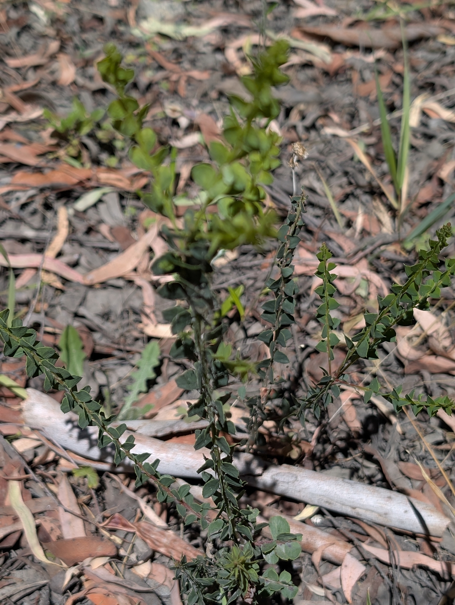 Photograph of Acacia