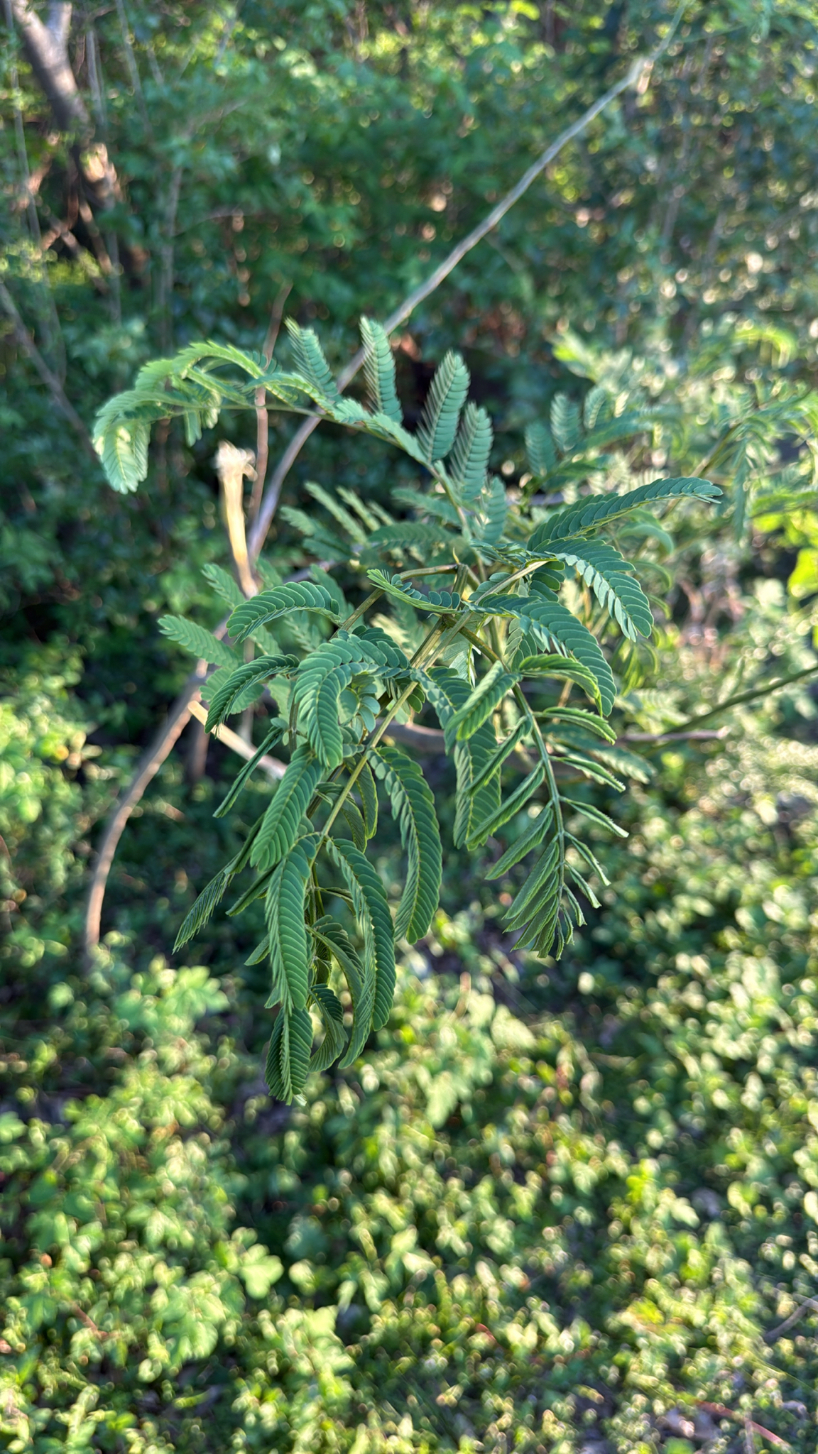 Photograph of Silk Tree