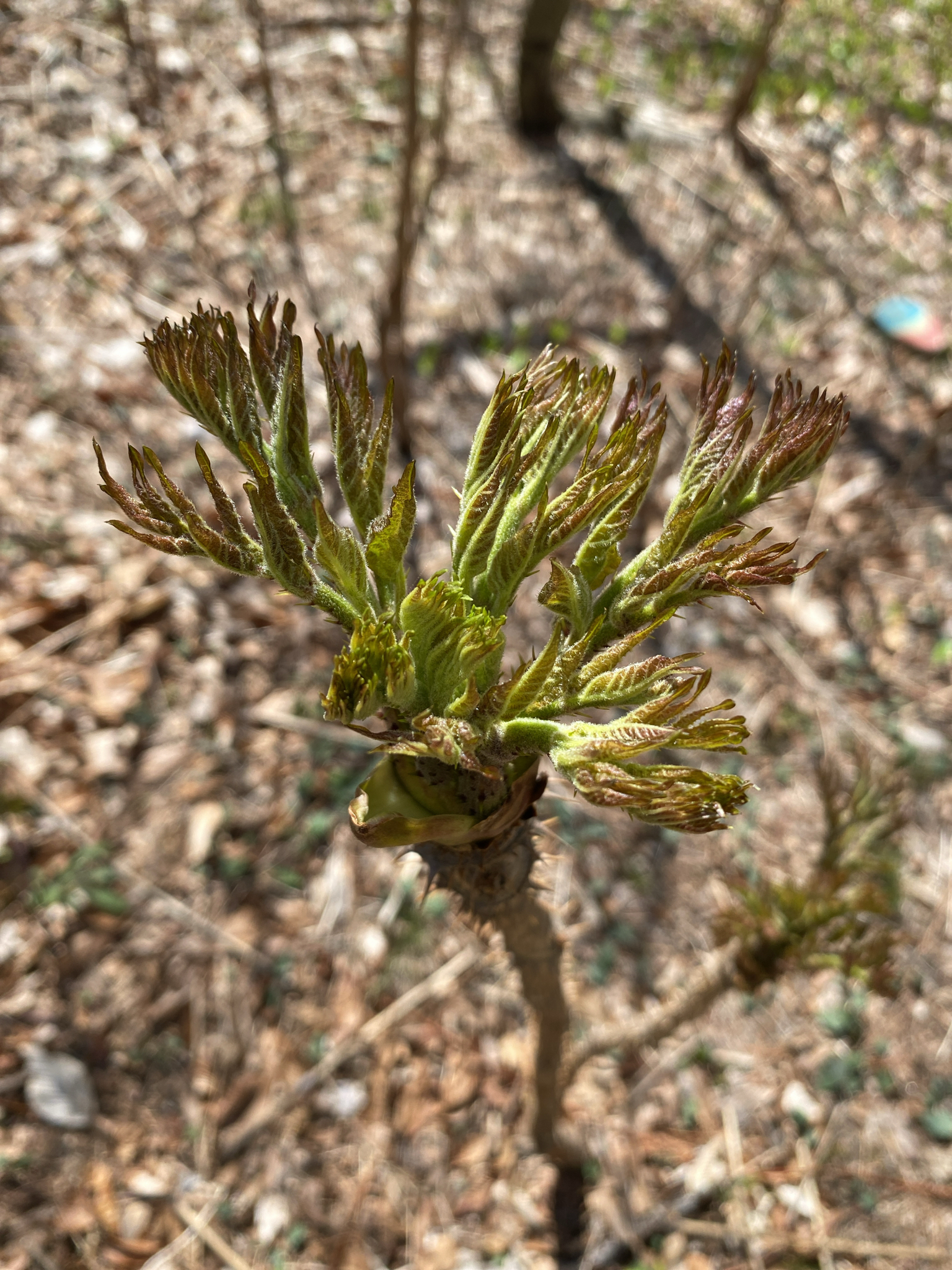 Photograph of Aralia