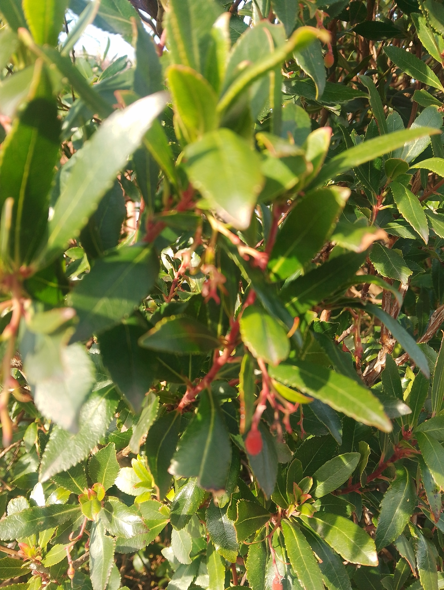 Photograph of Strawberry Tree