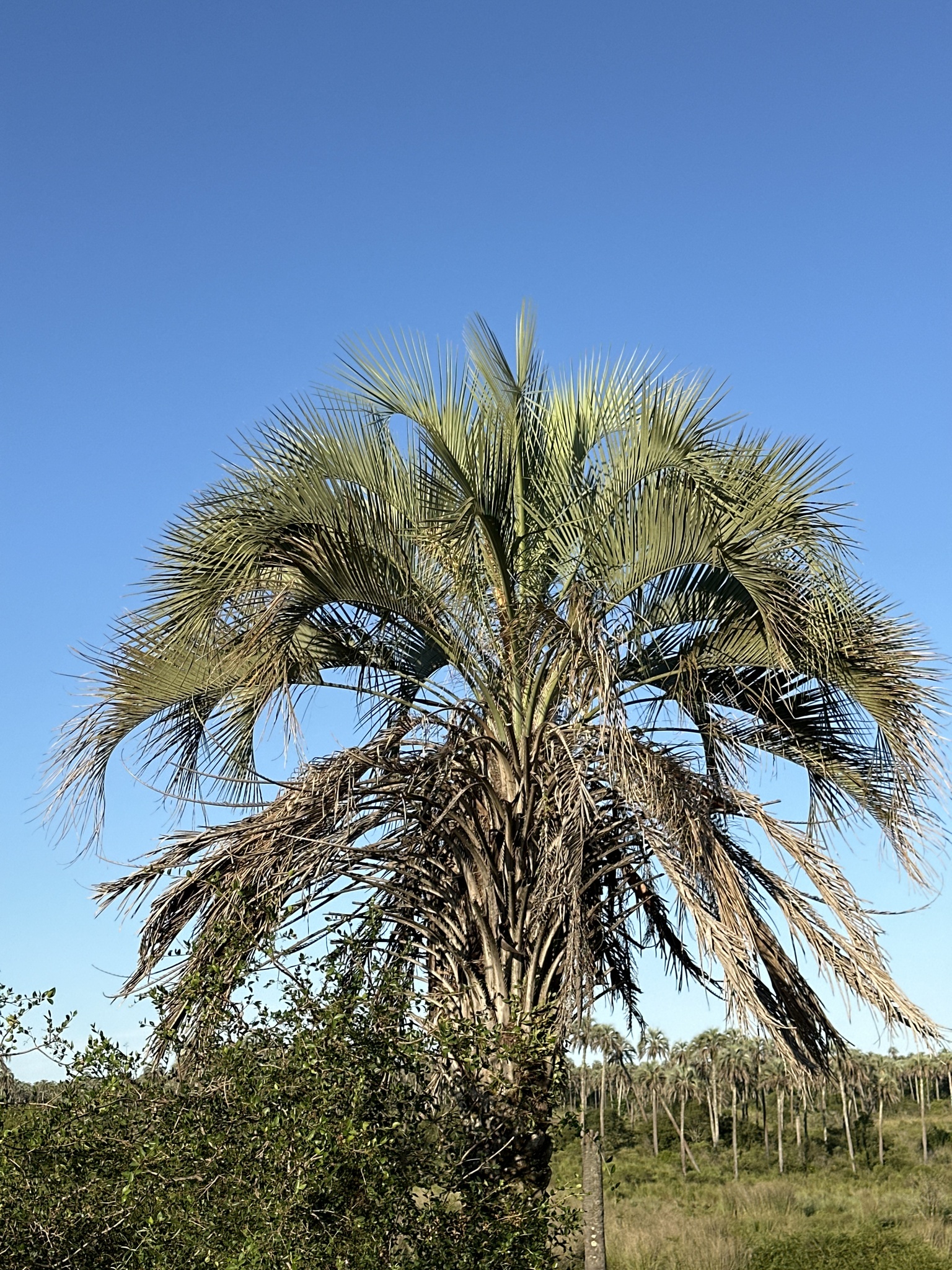 Photograph of Jelly Palm