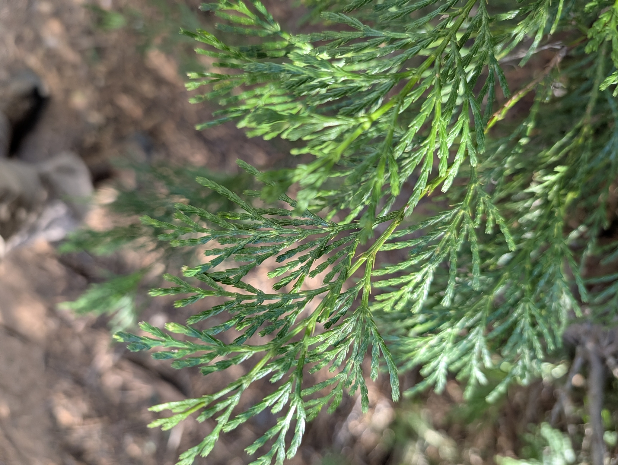 Photograph of Incense Cedar