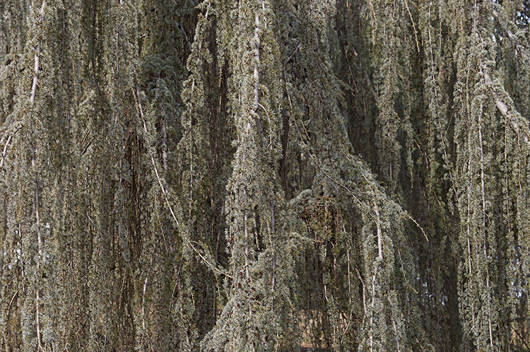 Photograph of Cedar