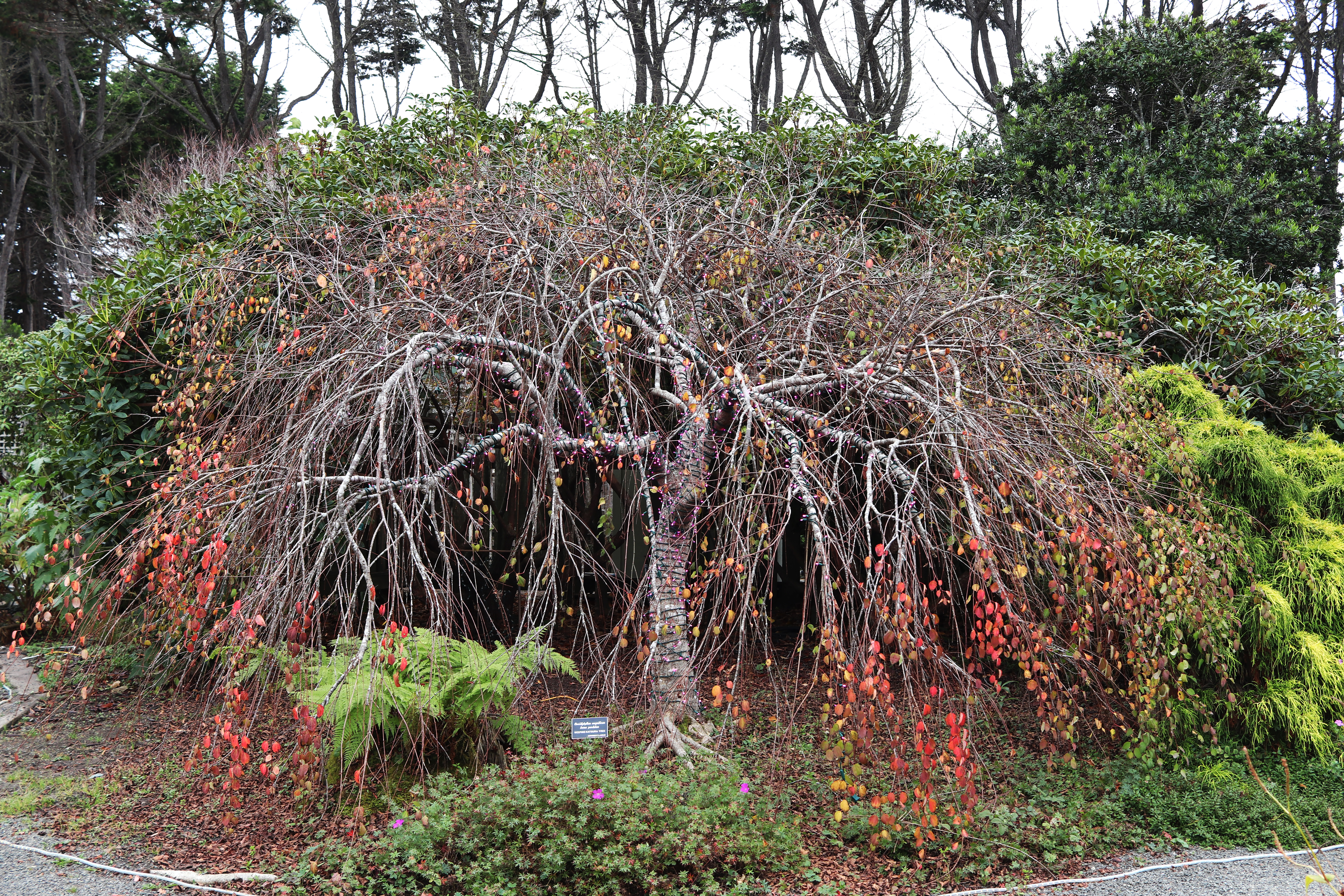 Photograph of Katsura Tree