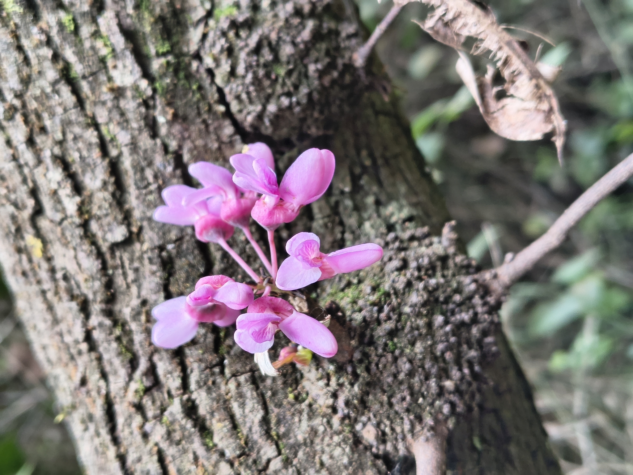 Photograph of Cercis