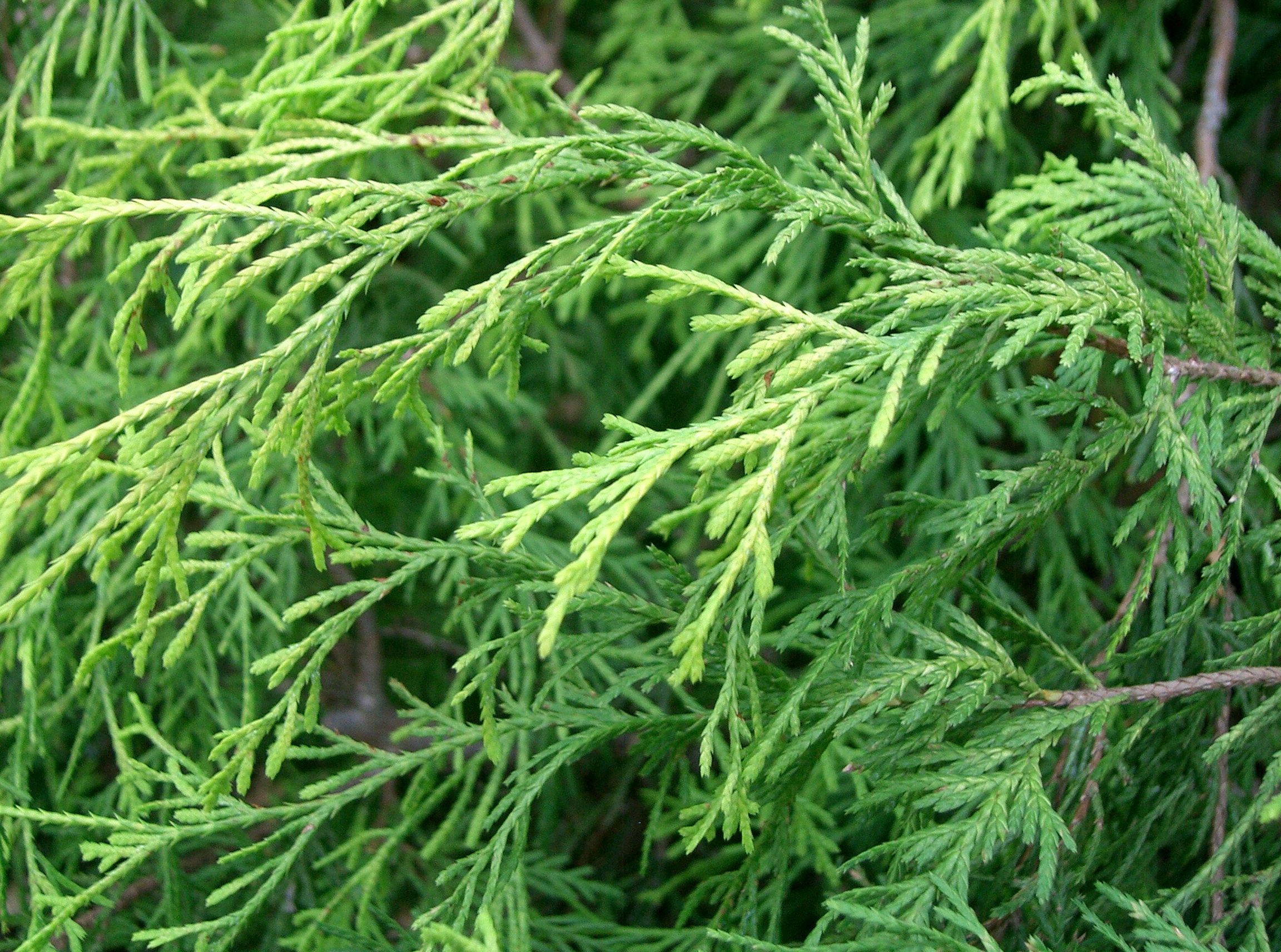 Photograph of False Cypress