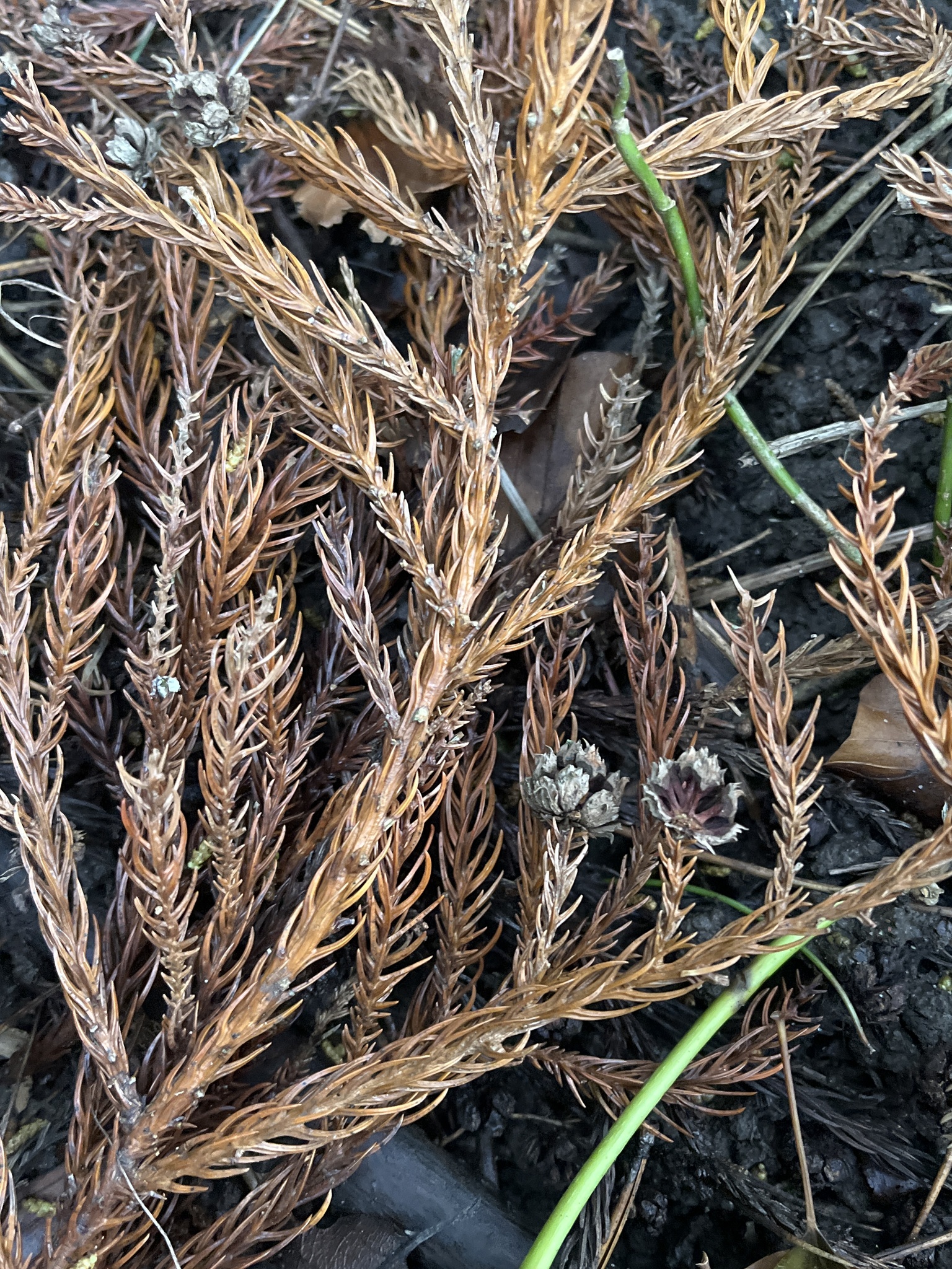 Photograph of Japanese Cedar