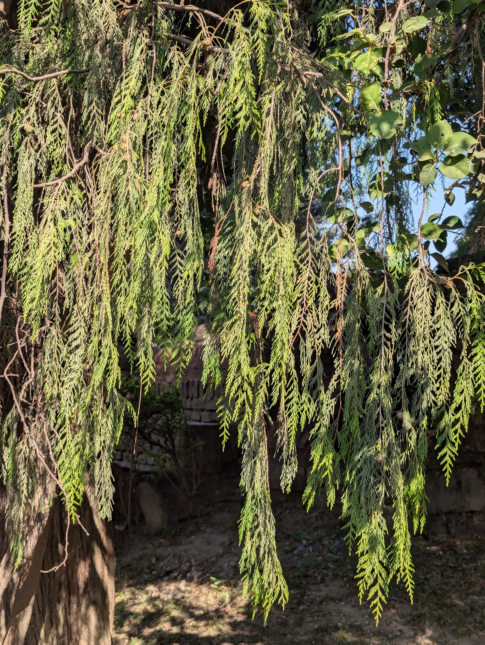 Photograph of Cypress