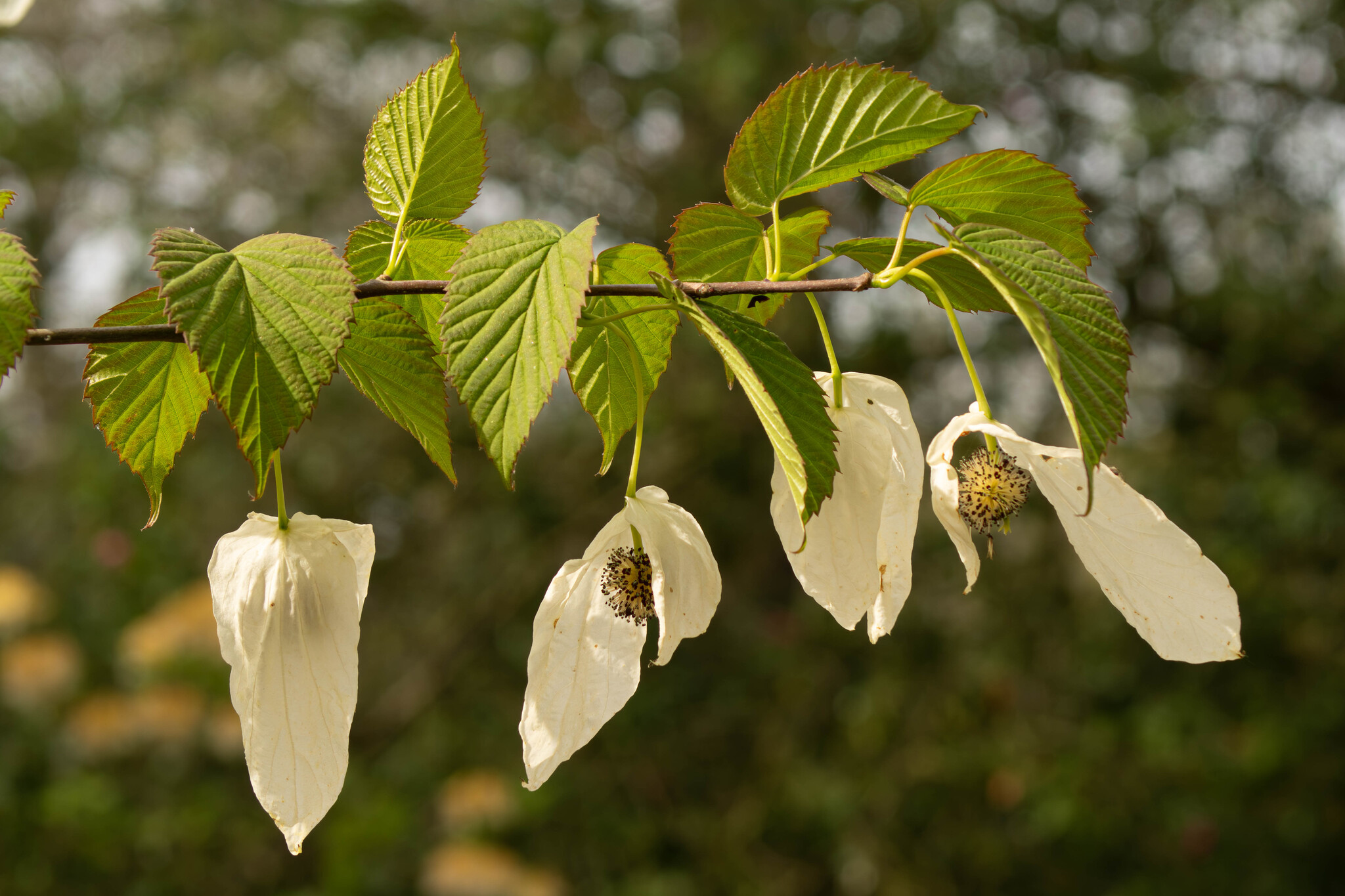 Photograph of Handkerchief Tree