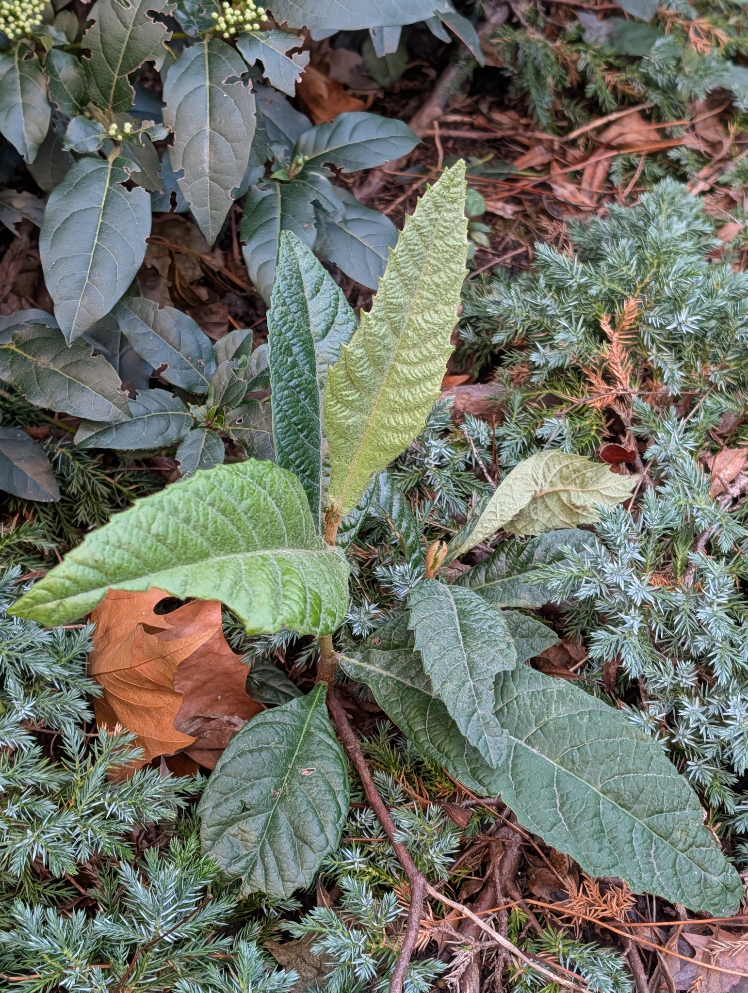 Photograph of Loquat