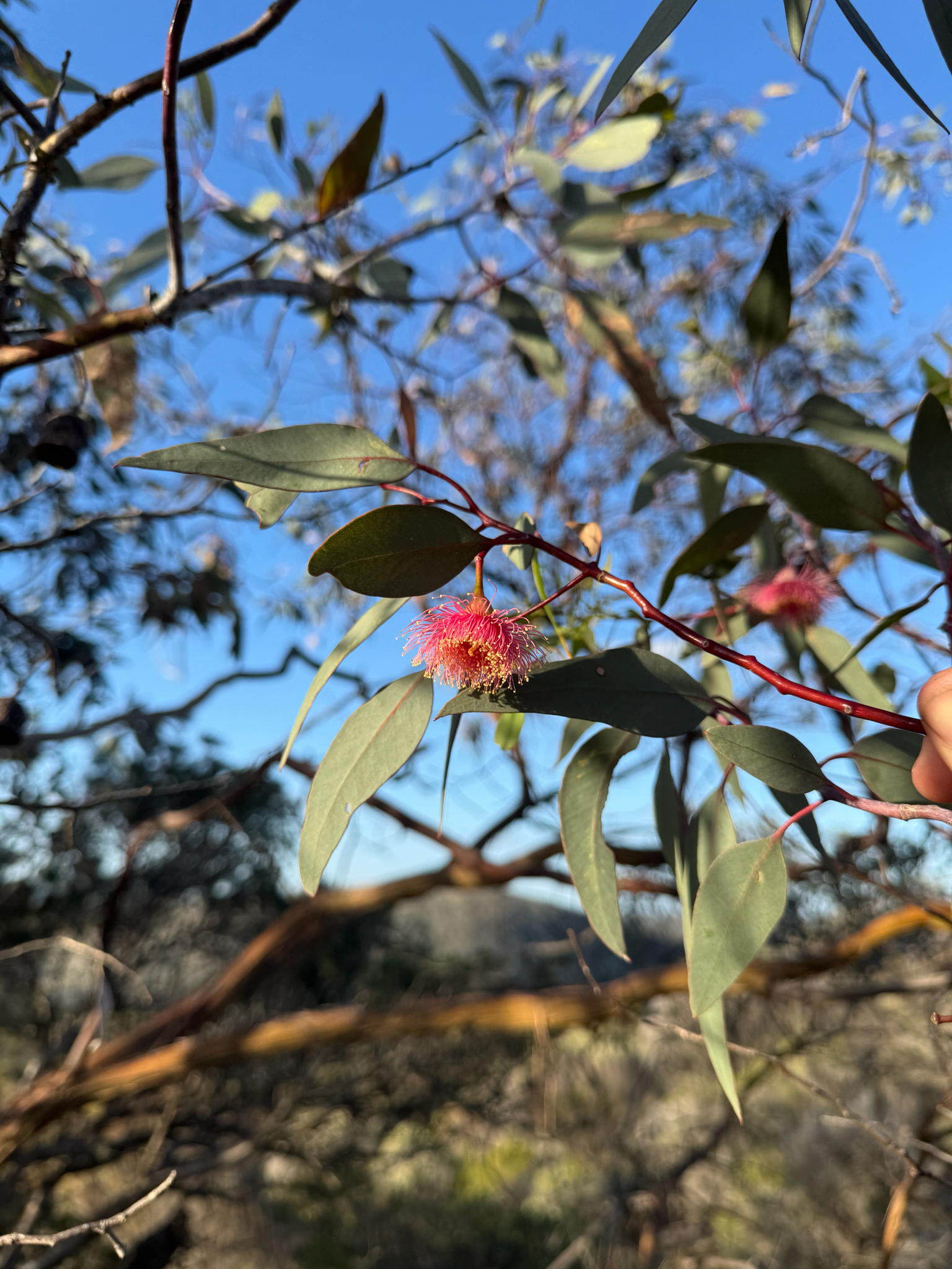Photograph of Eucalyptus