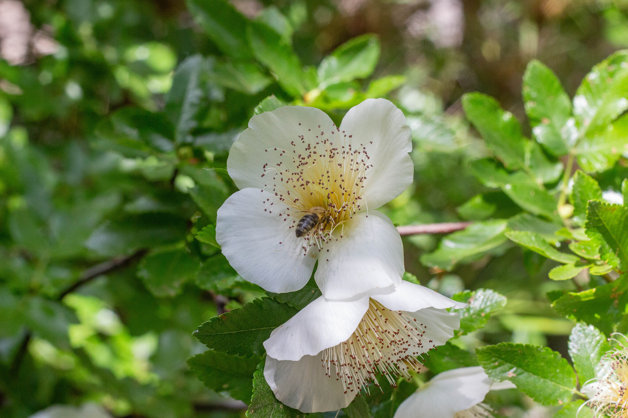Photograph of Eucryphia