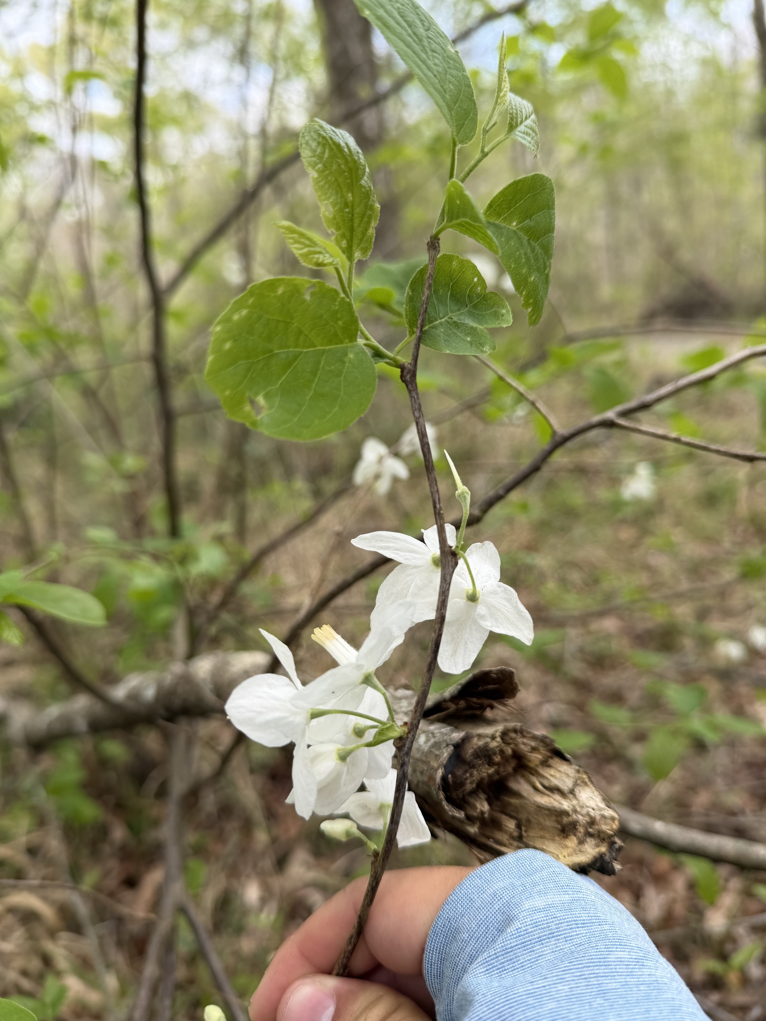 Photograph of Snowdrop Tree