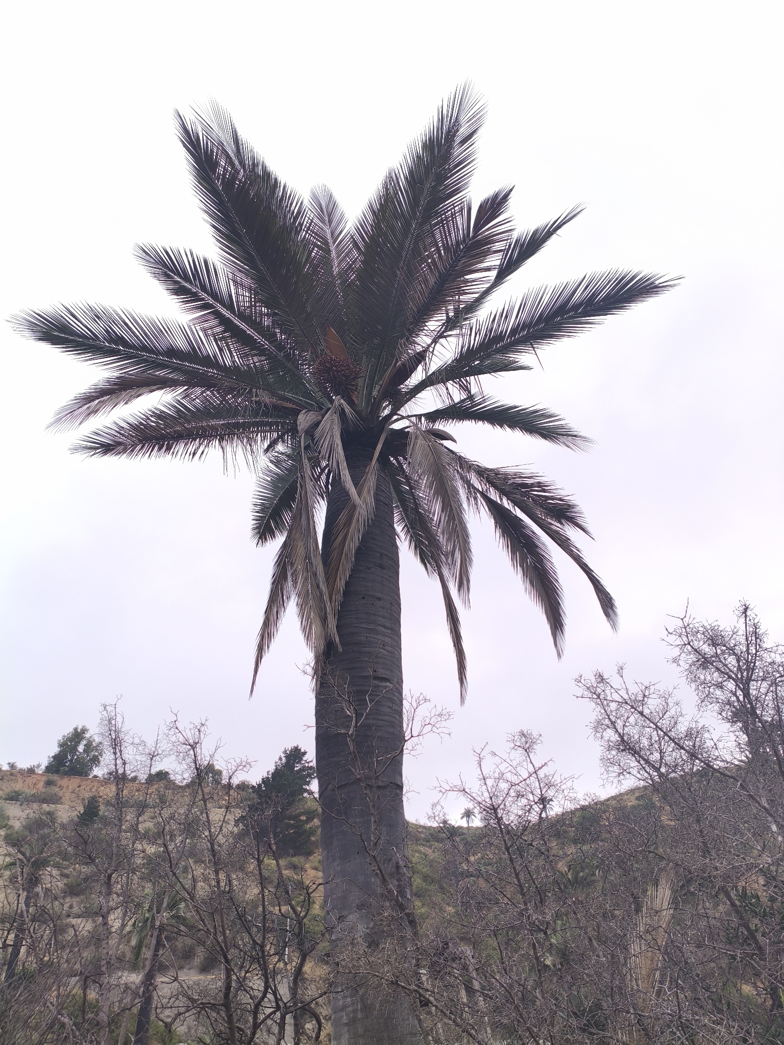 Photograph of Chilean Wine Palm