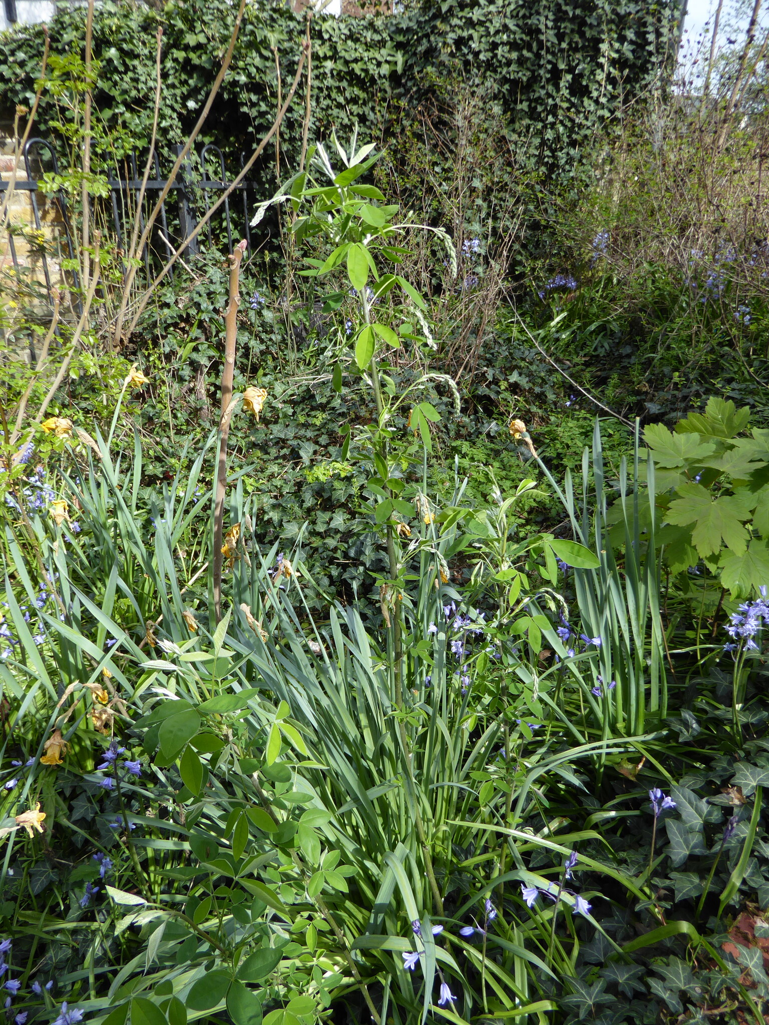 Photograph of Laburnum