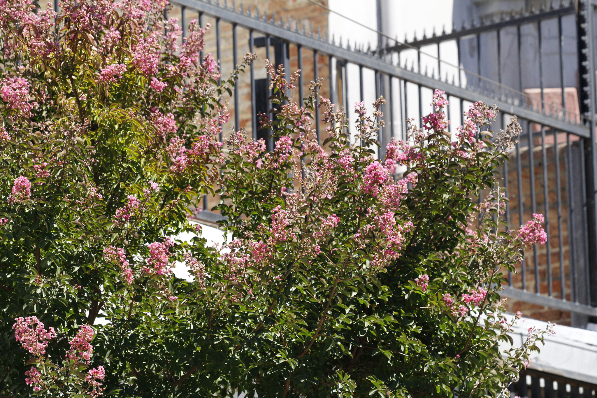 Photograph of Crepe Myrtle