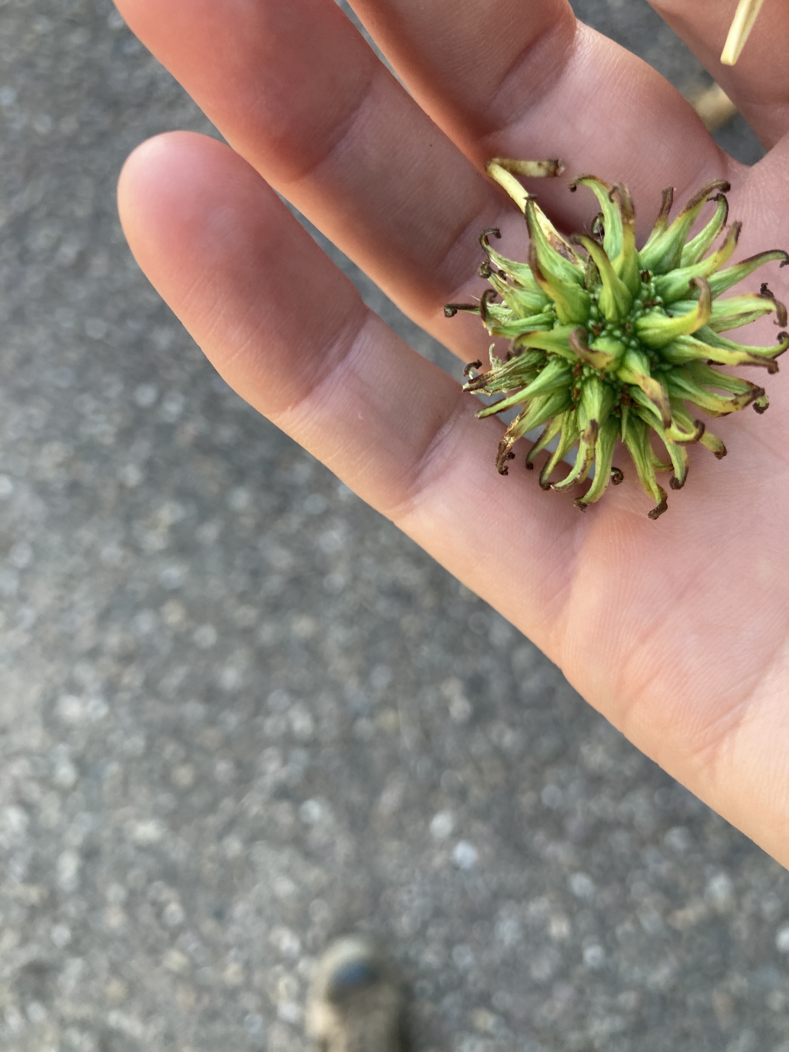 Photograph of Sweet Gum