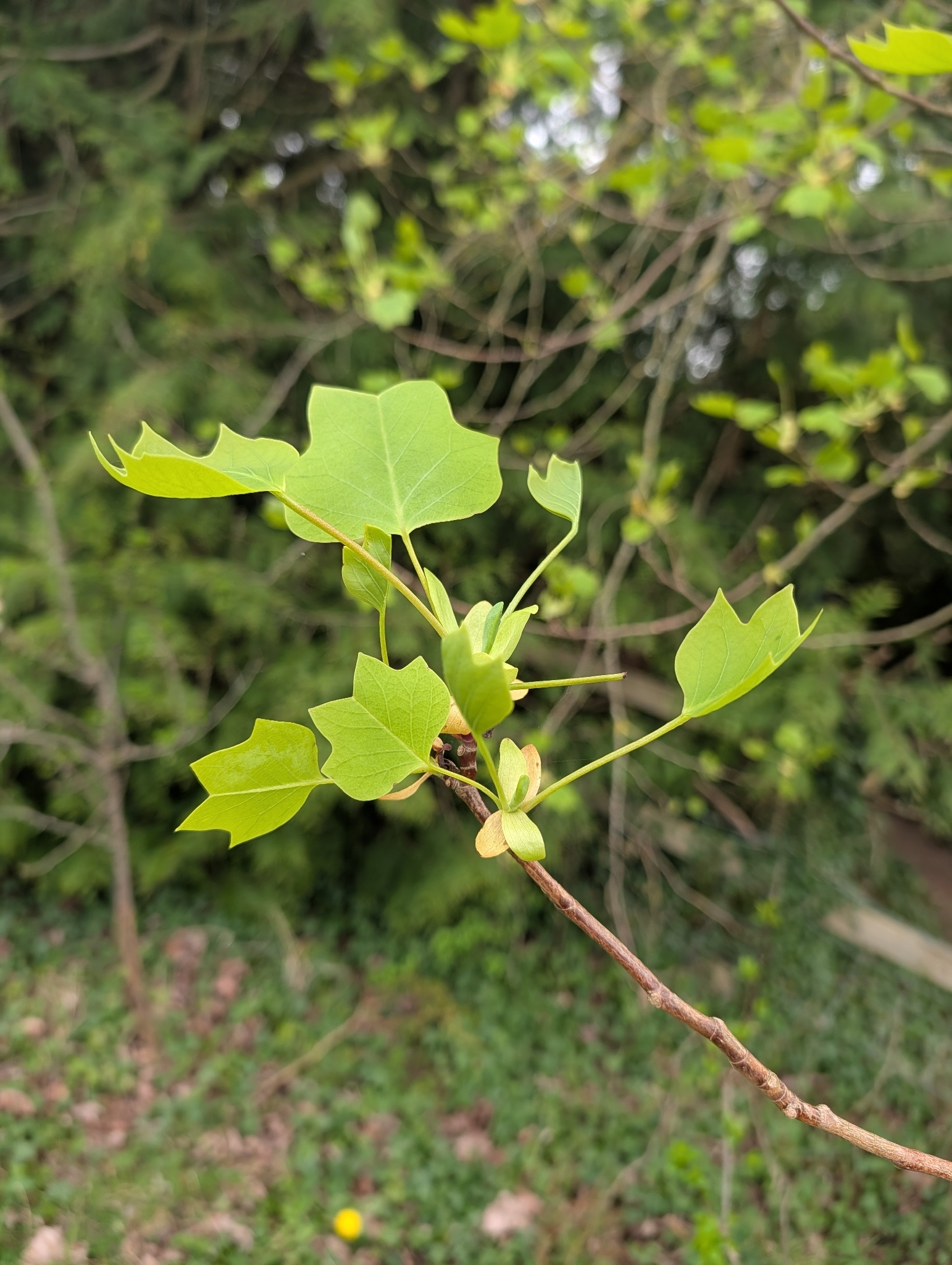 Photograph of Tulip Tree