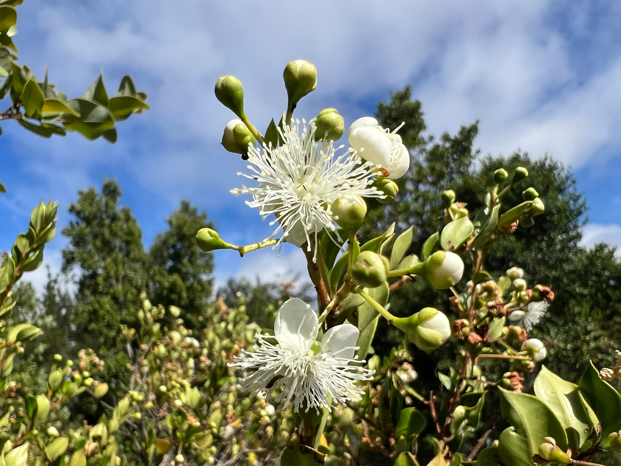 Photograph of Chilean Myrtle