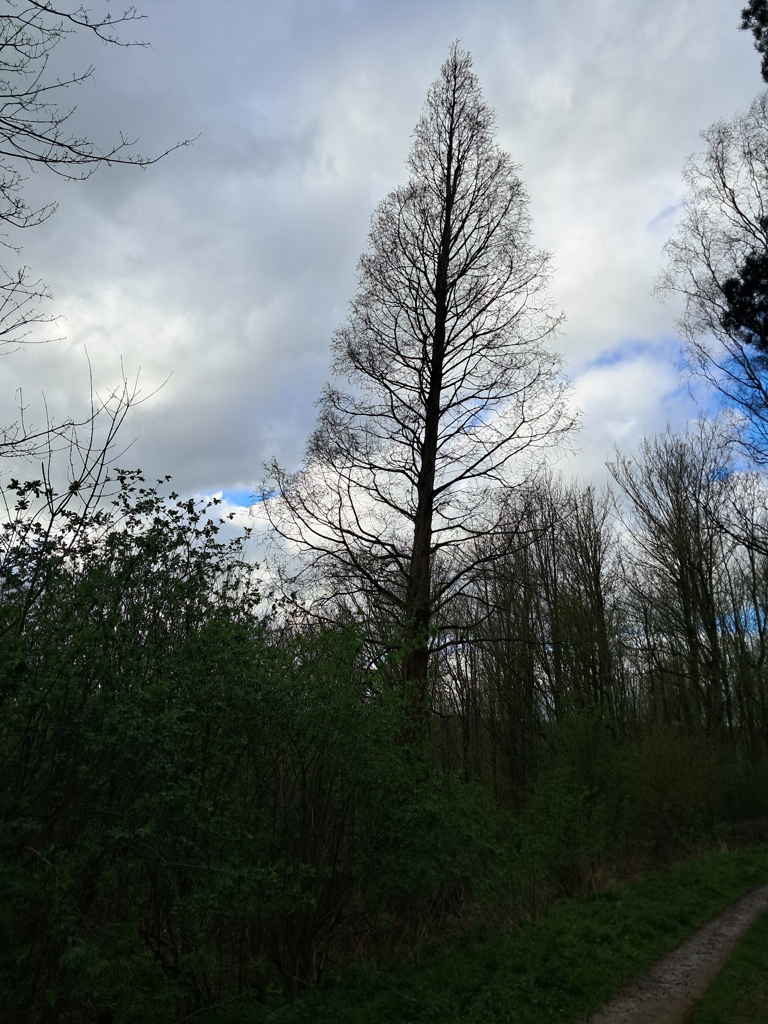 Photograph of Dawn Redwood