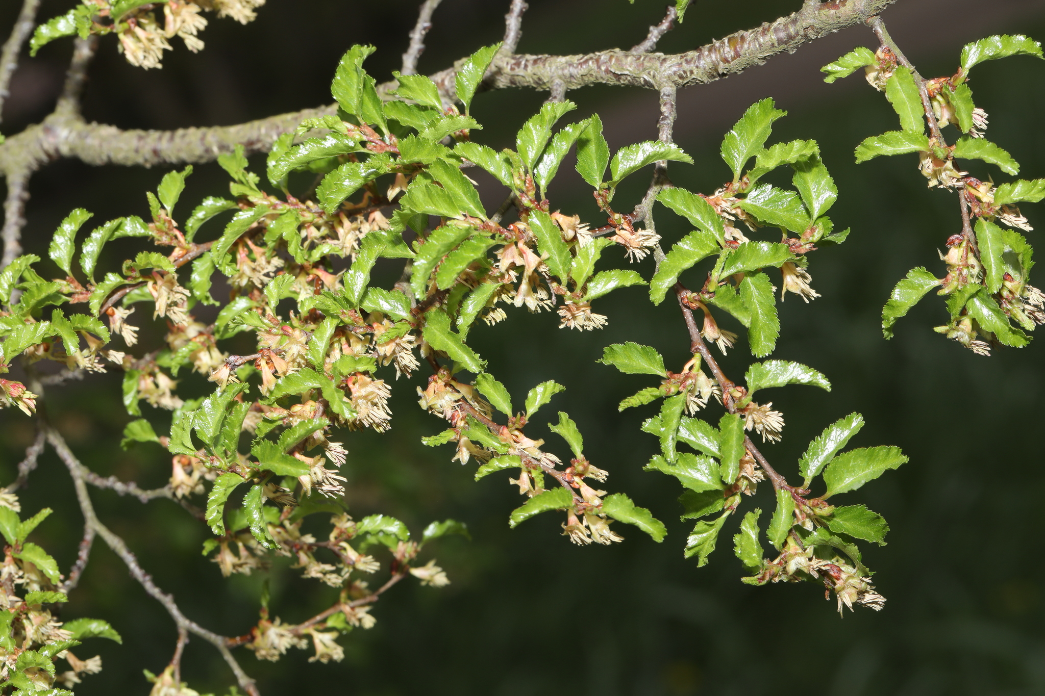 Photograph of Southern Beech