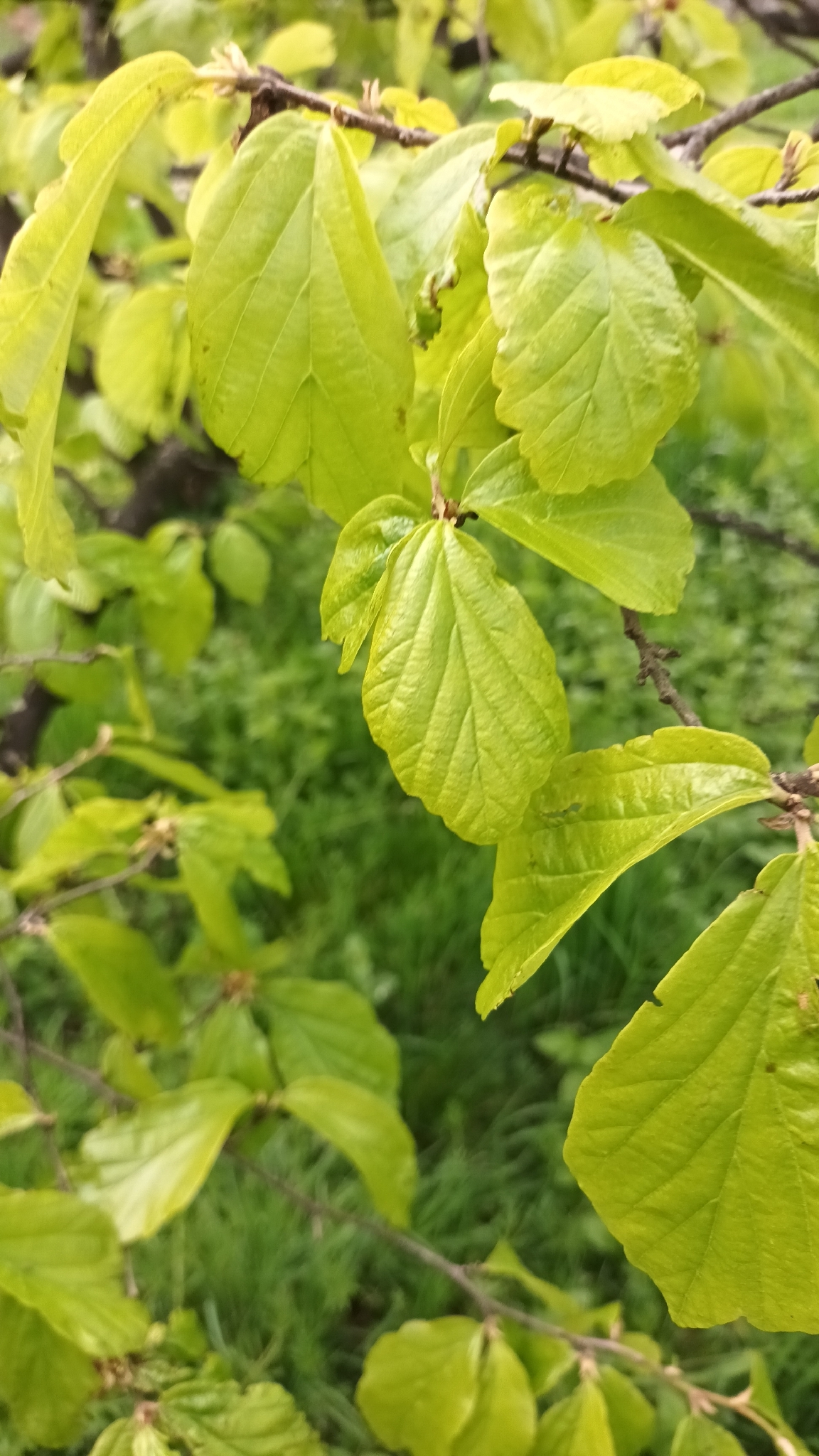 Photograph of Persian Ironwood