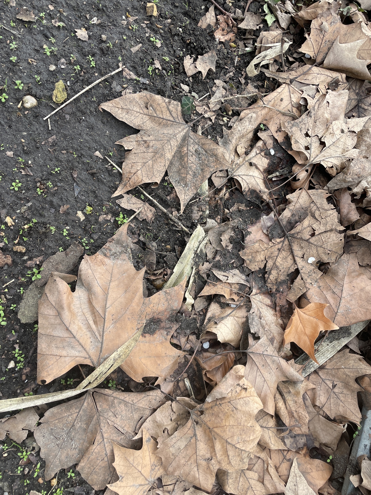Photograph of Plane Tree