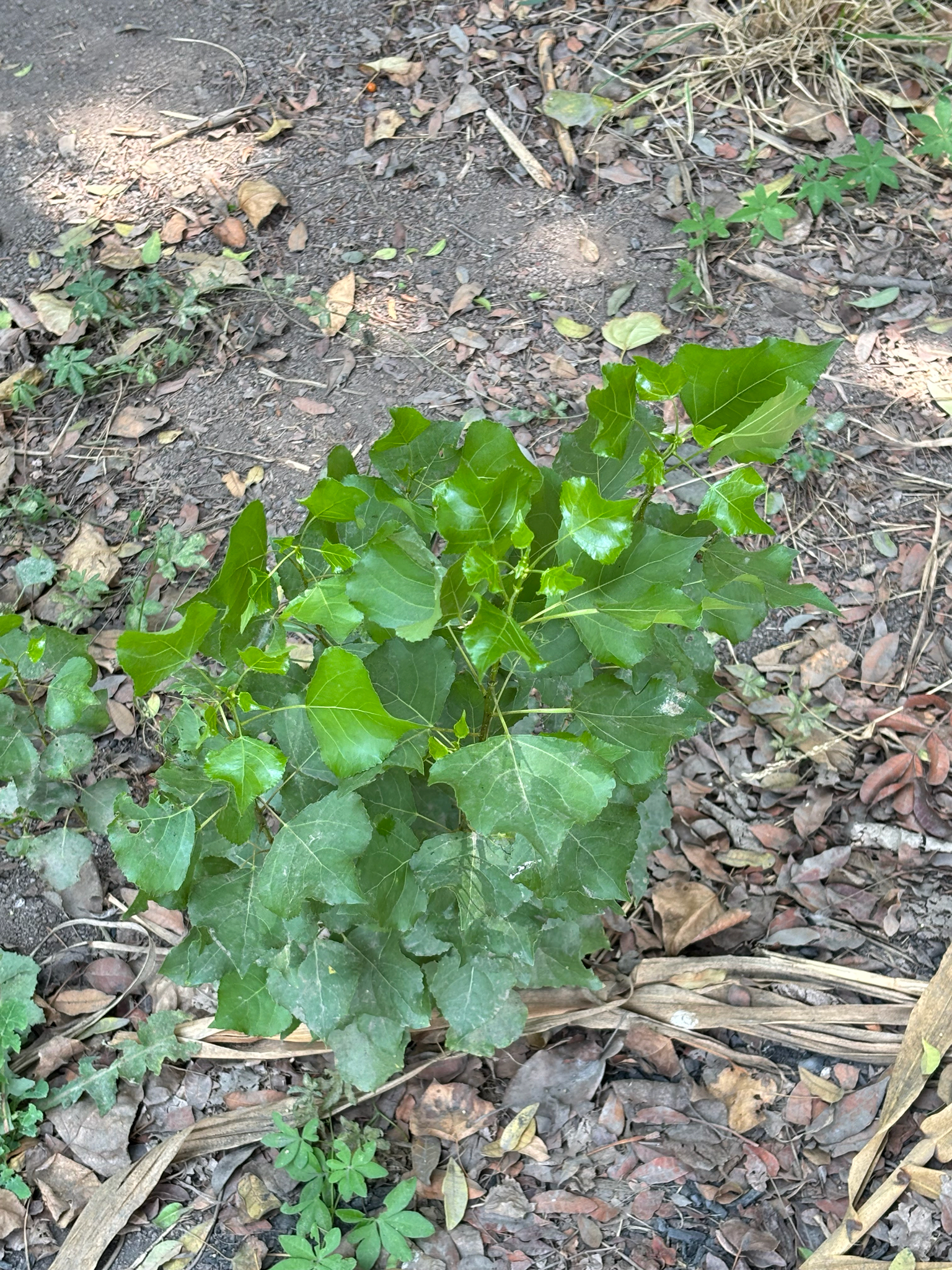 Photograph of Poplar