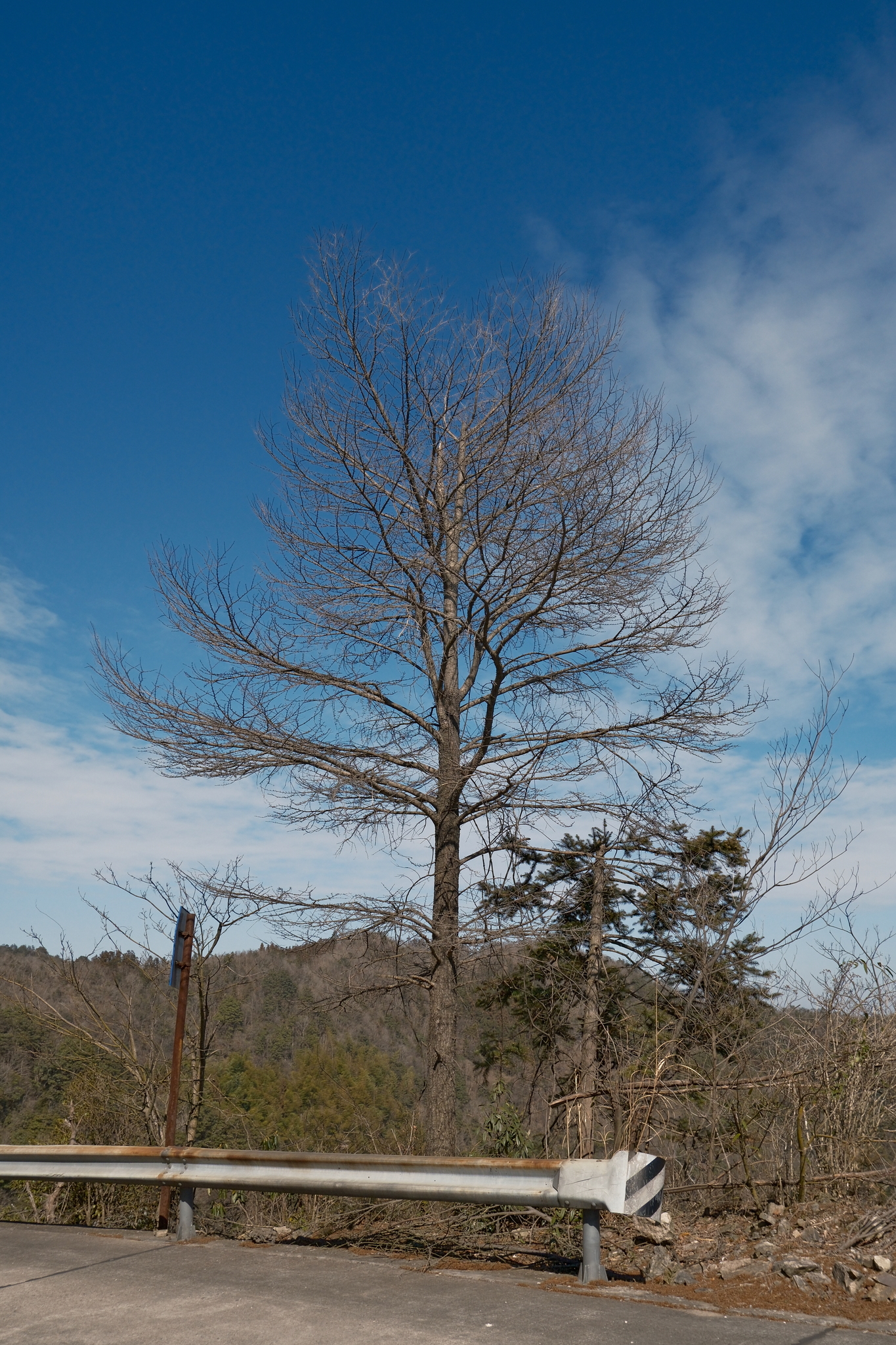 Photograph of Golden Larch