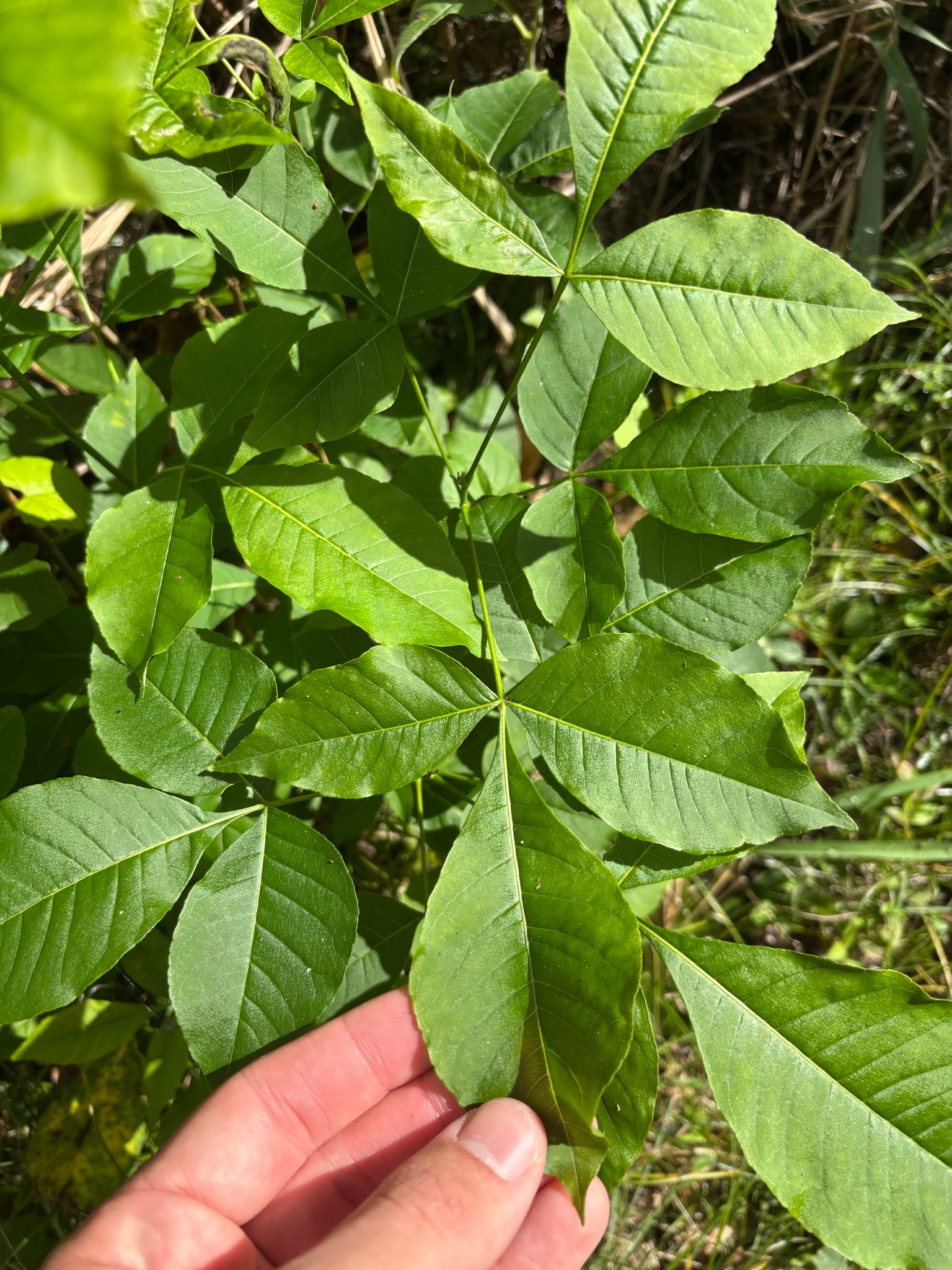 Photograph of Hop Tree
