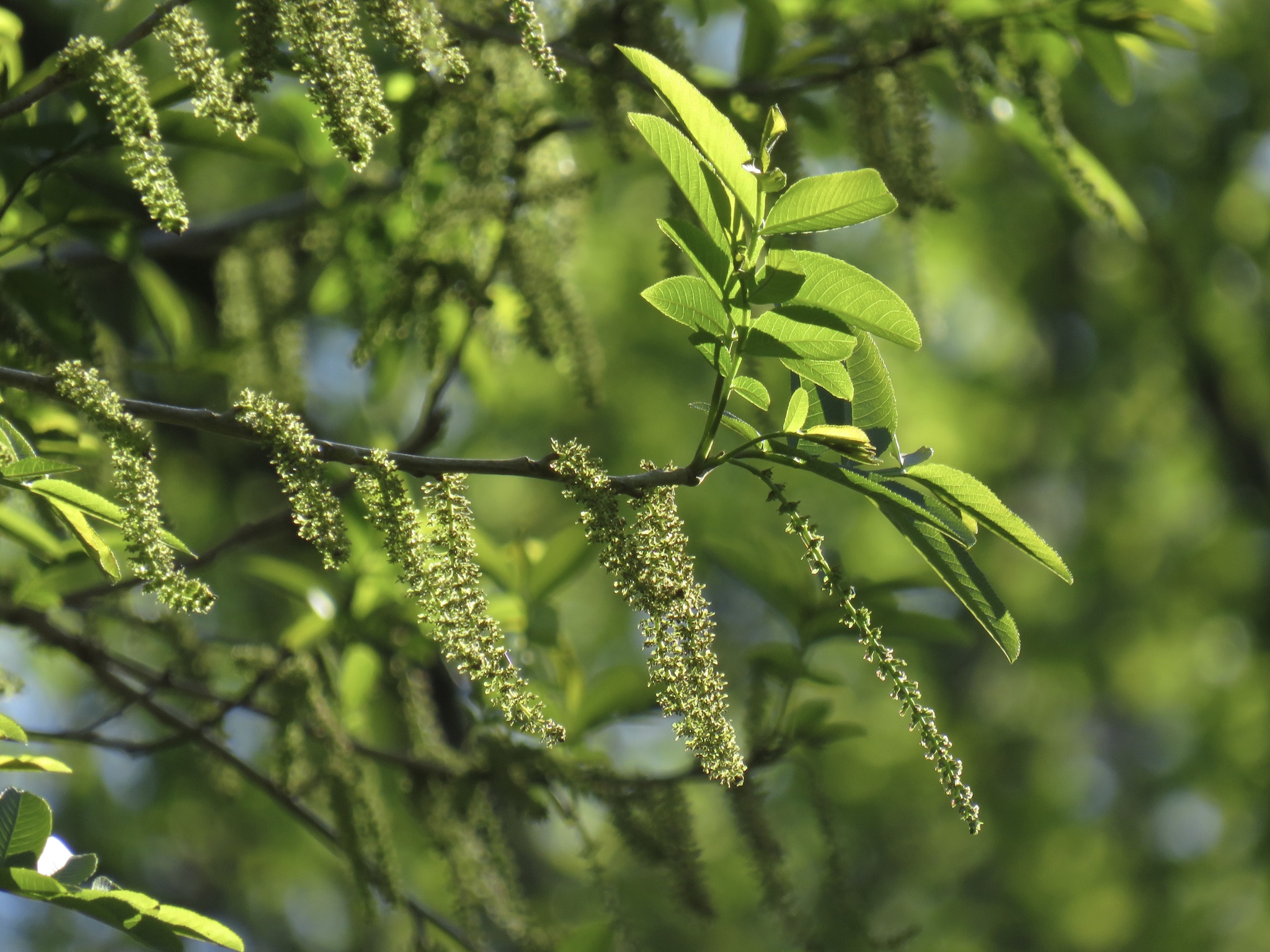Photograph of Wingnut