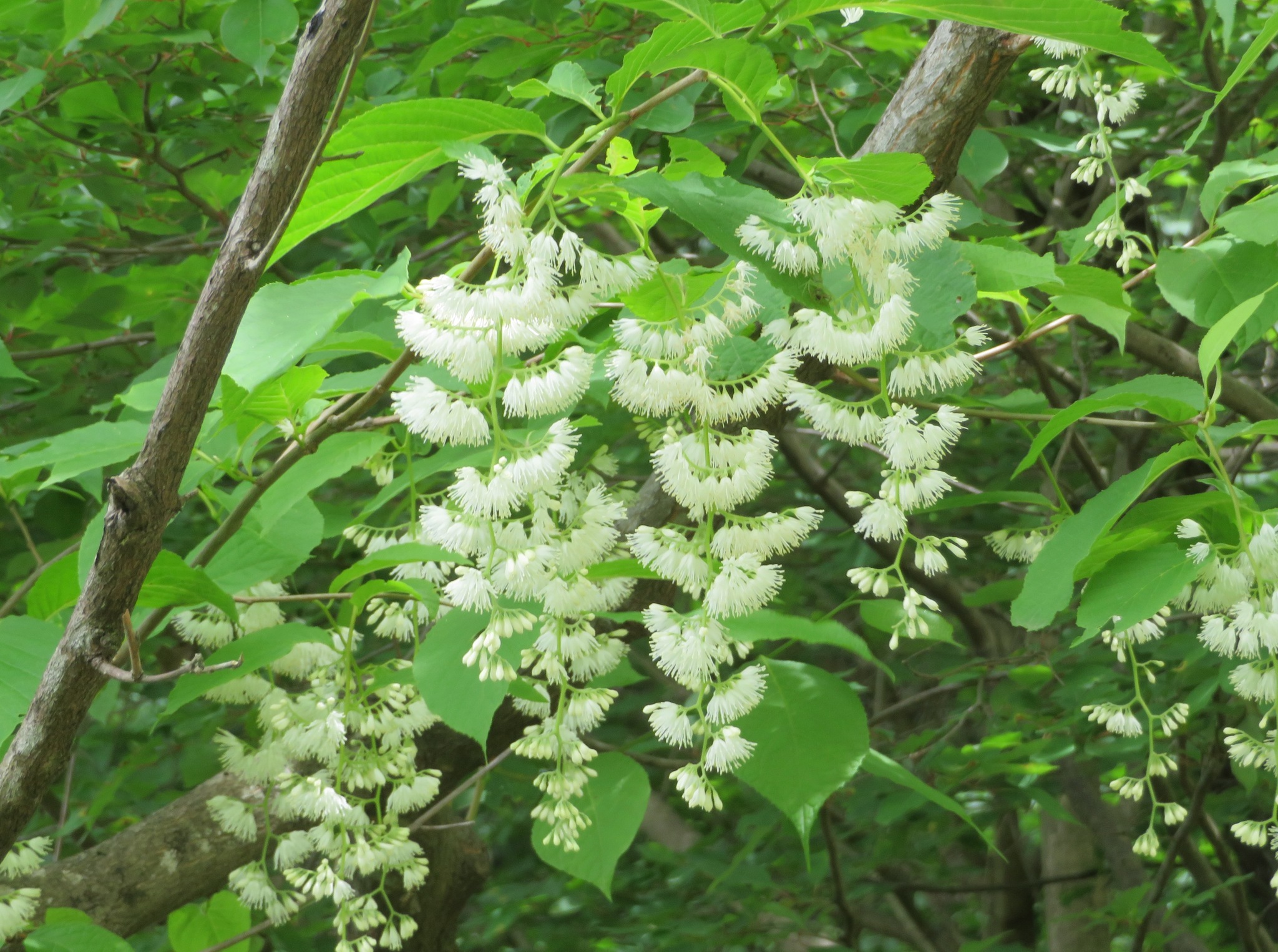 Photograph of Epaulette Tree