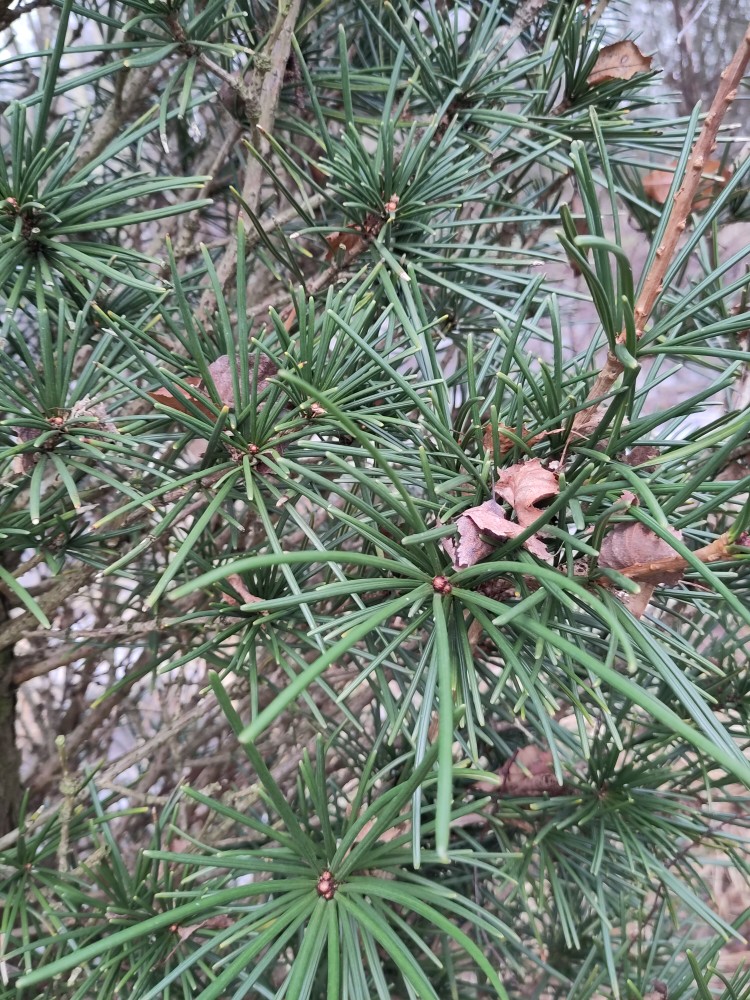 Photograph of Japanese Umbrella Pine