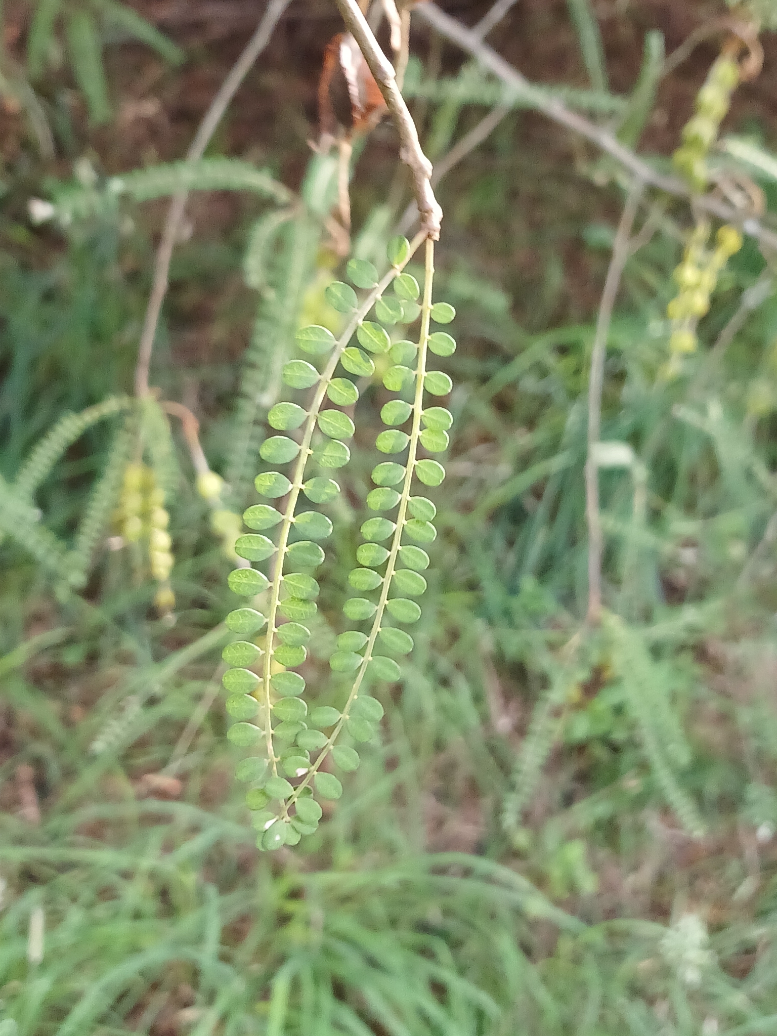 Photograph of Sophora