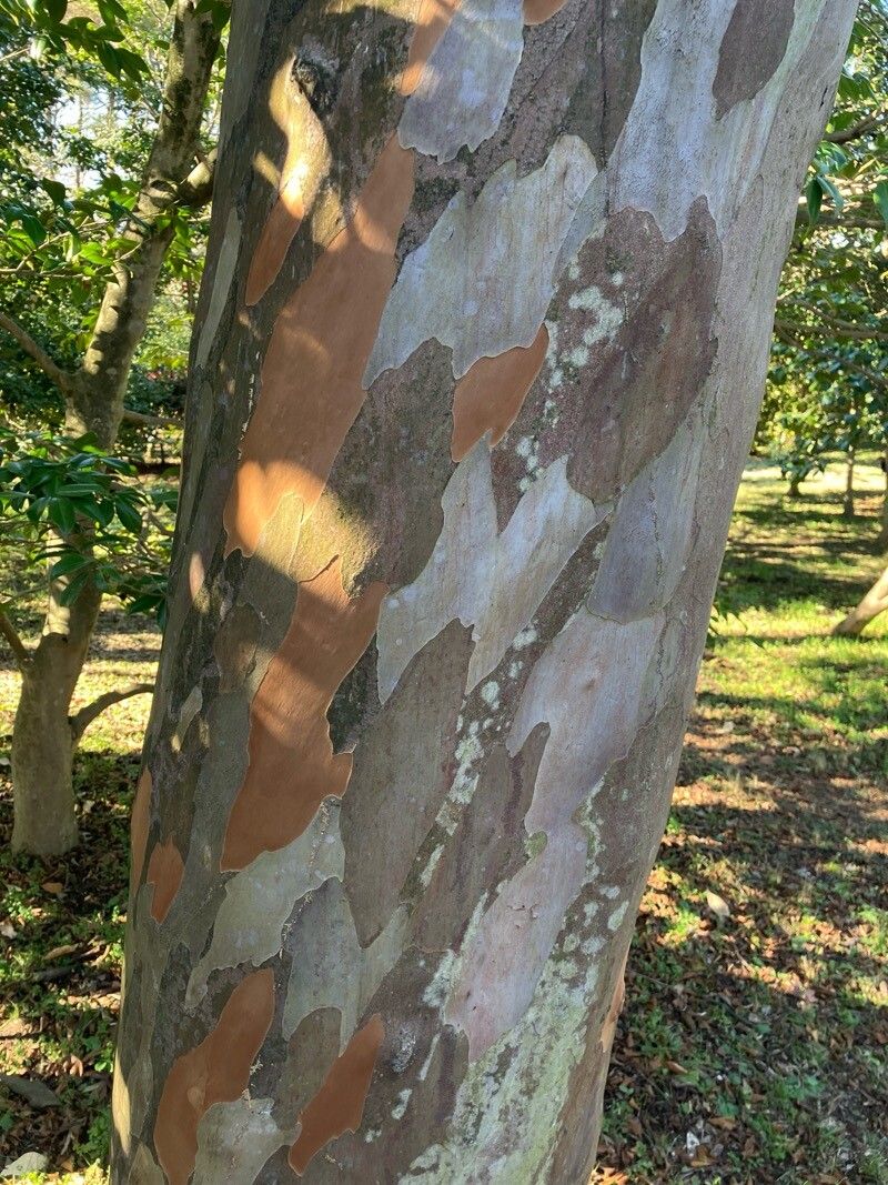 Photograph of Stewartia