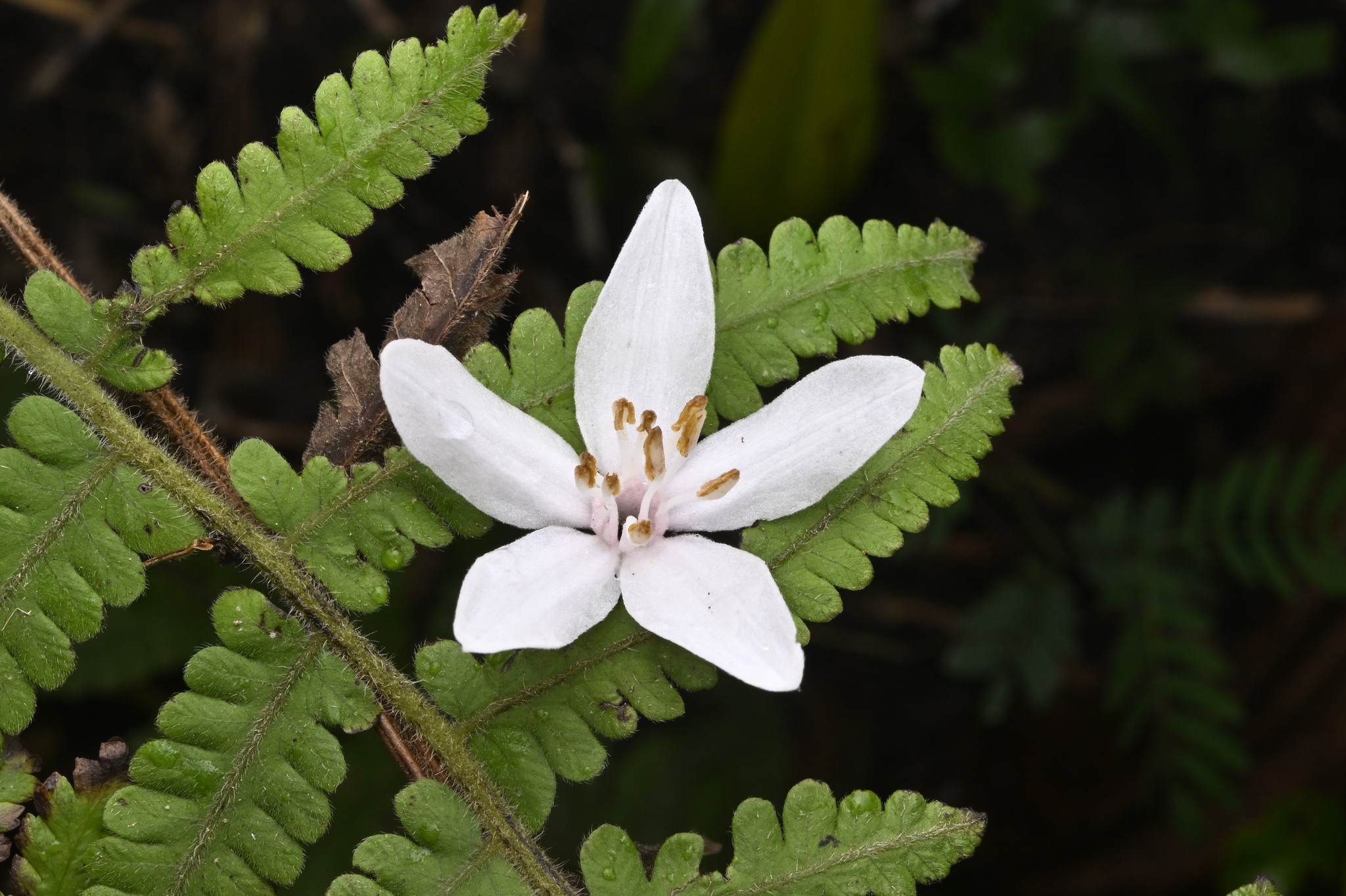 Photograph of Styrax
