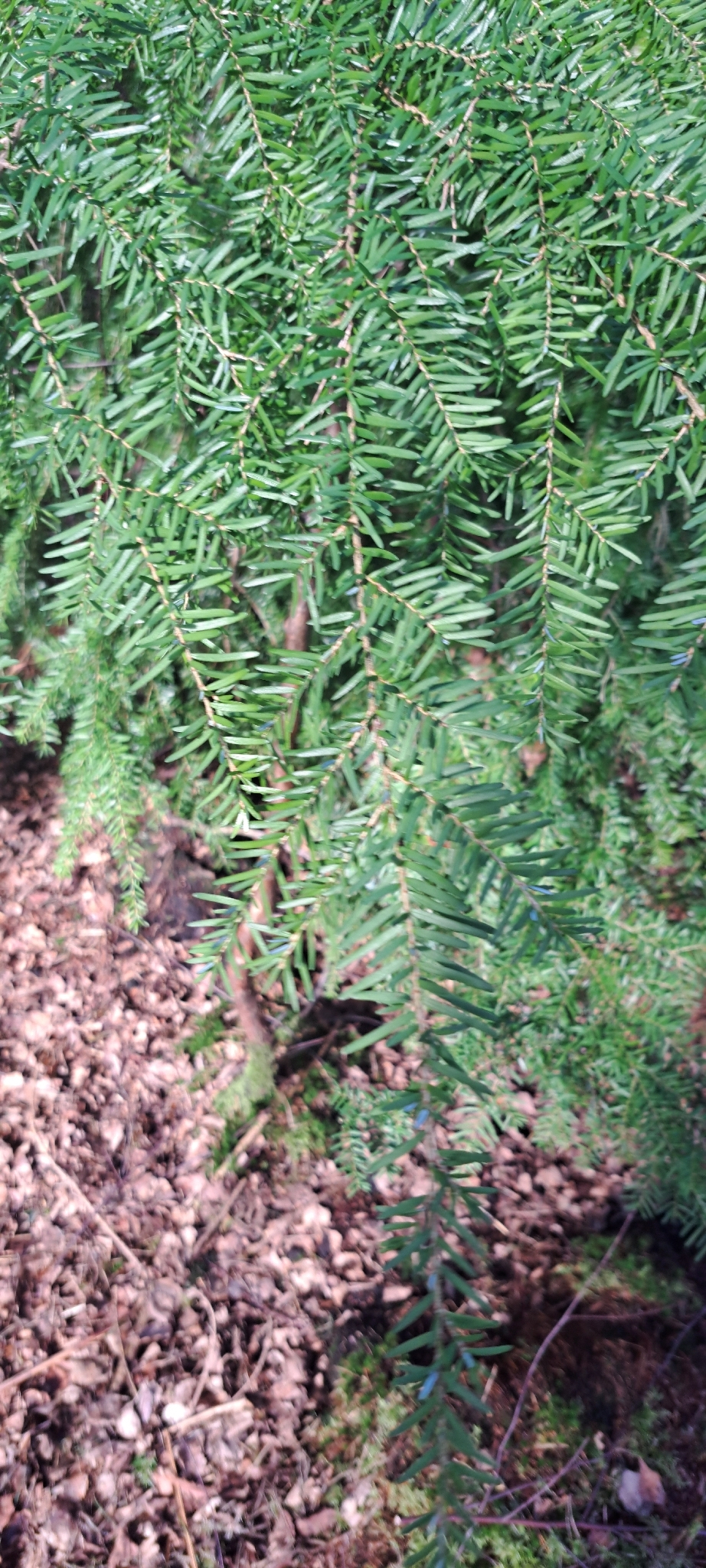 Photograph of Hemlock