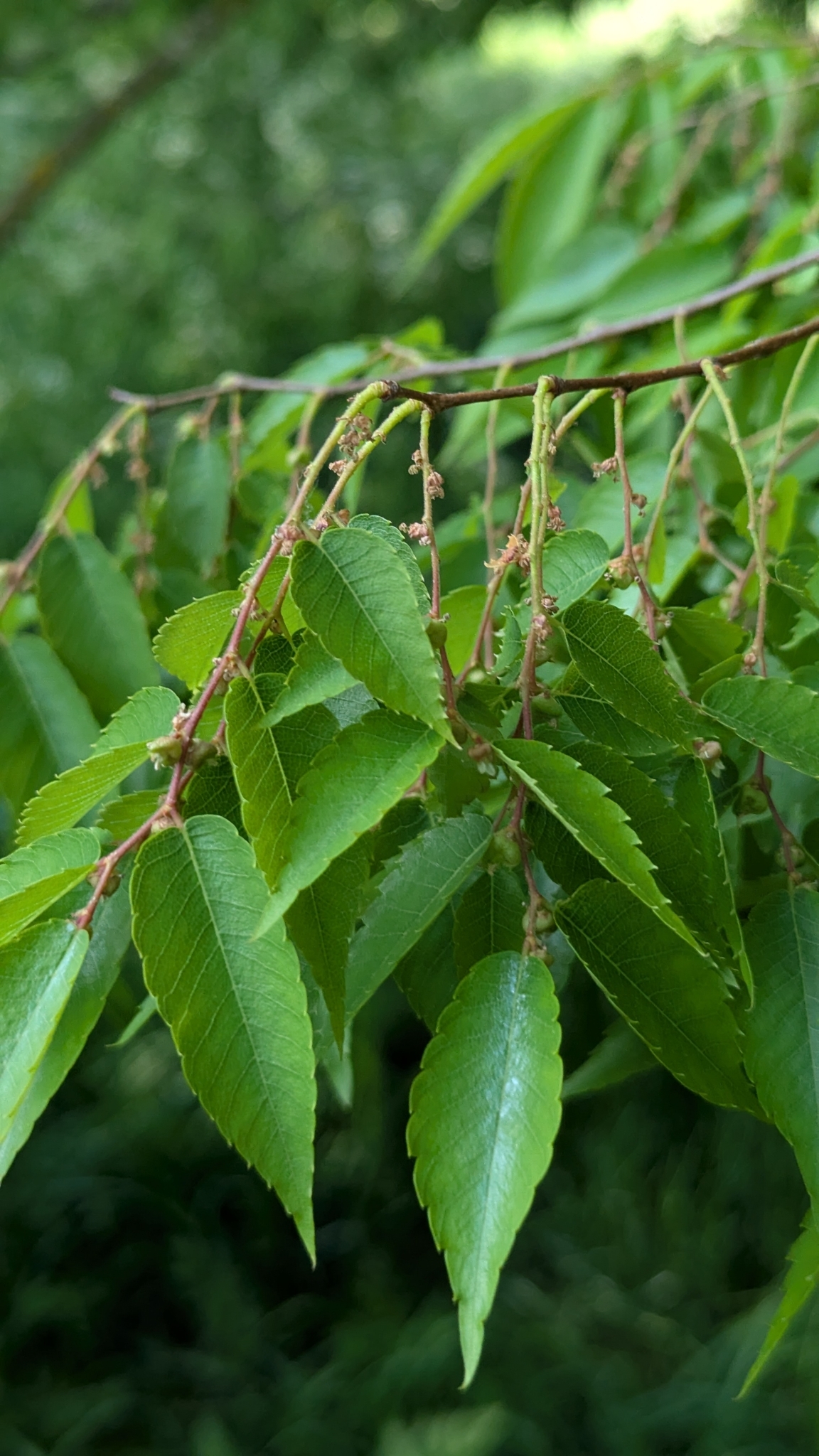 Photograph of Zelkova