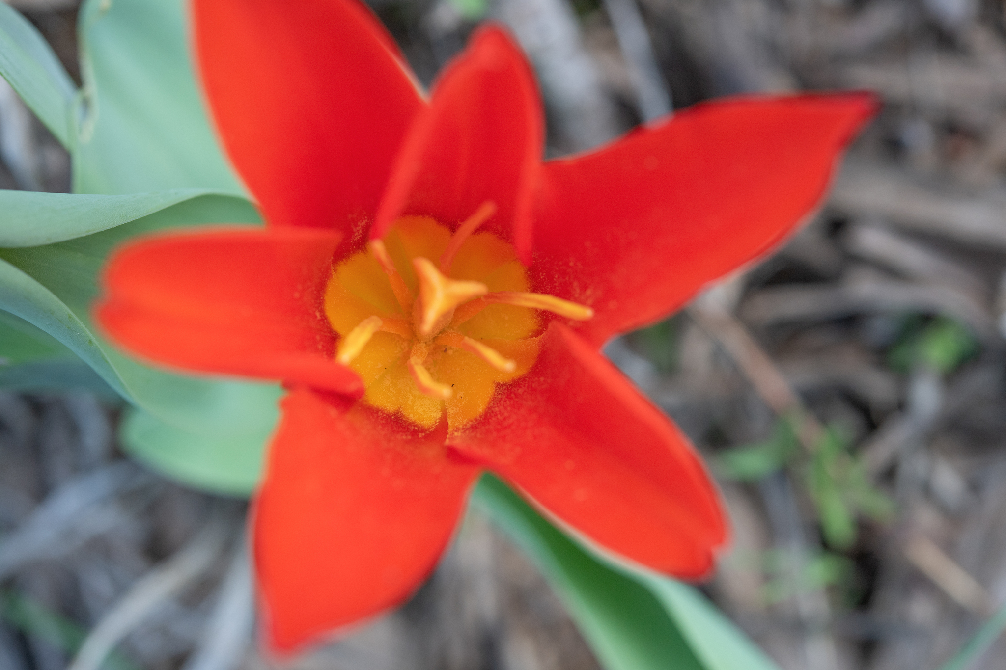 Photograph of Tulip