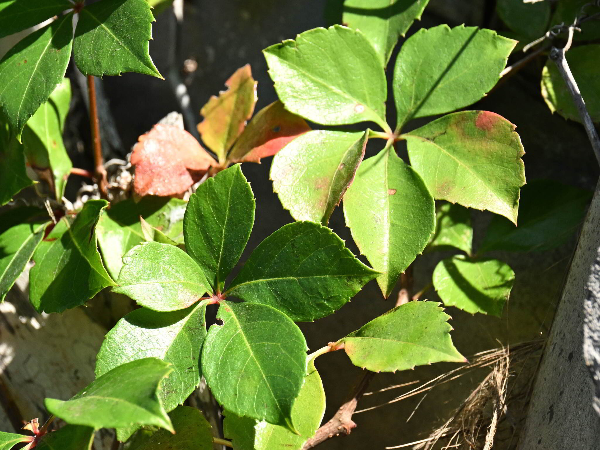 Photograph of Virginia Creeper