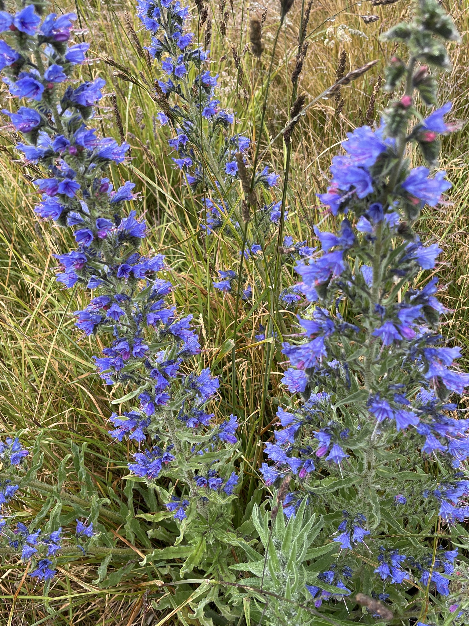 Photograph of Viper's Bugloss