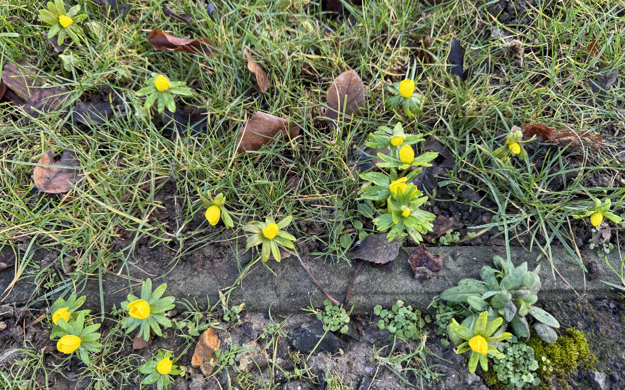 Photograph of Winter Aconite